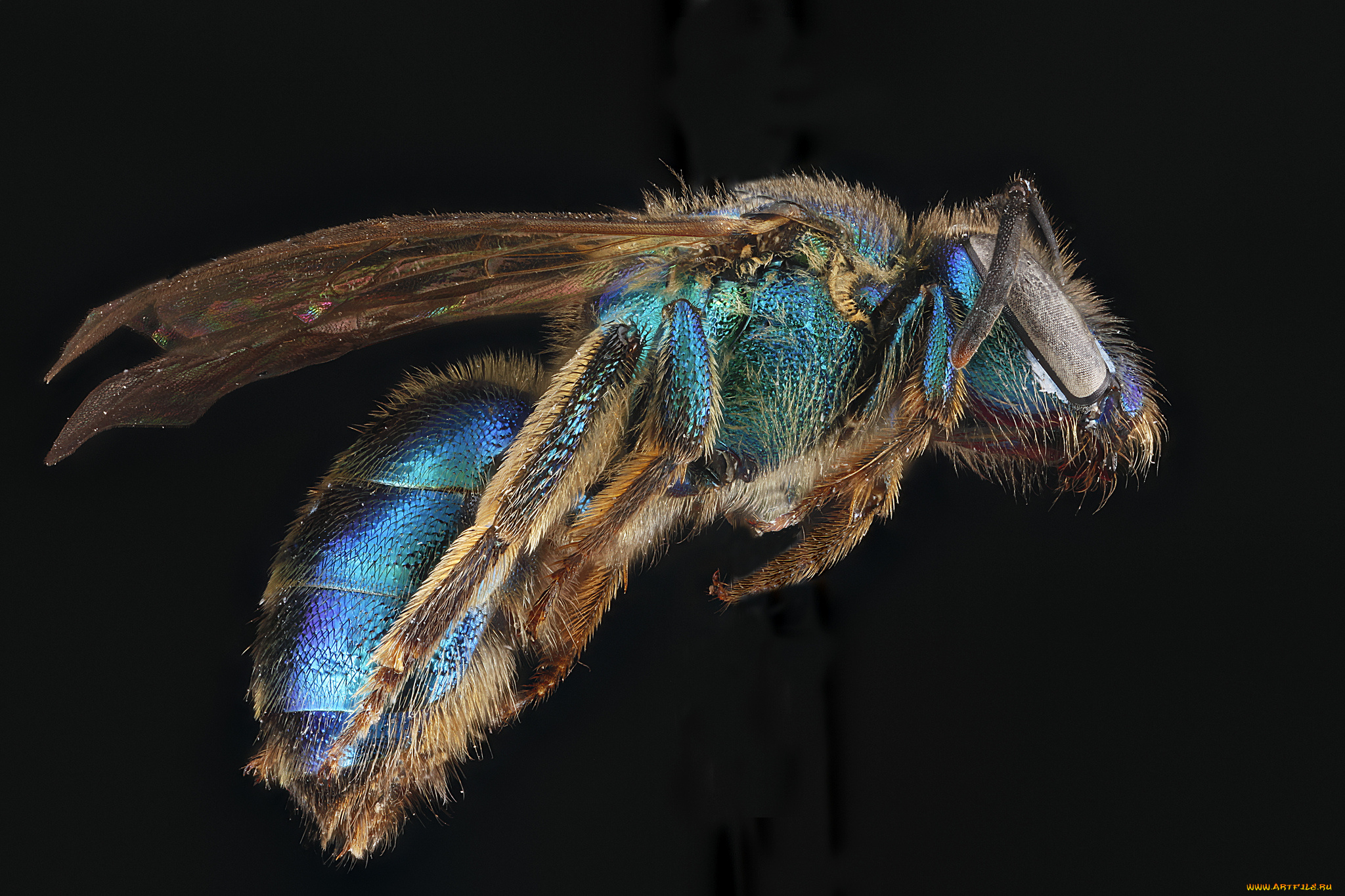 животные, пчелы, , осы, , шмели, насекомое, макросъемка