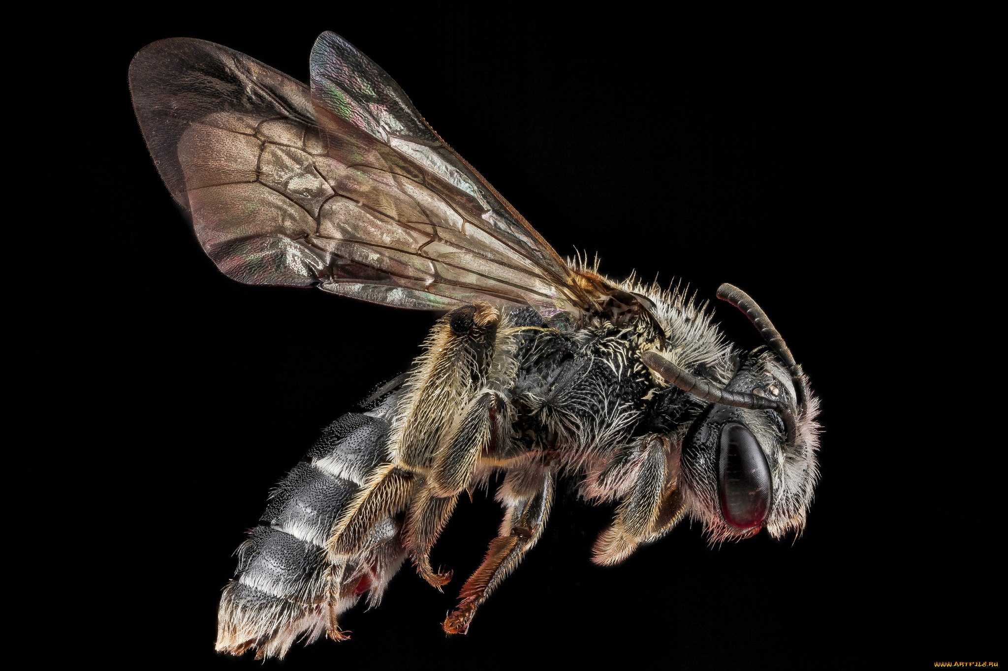 животные, пчелы, , осы, , шмели, насекомое, макросъемка