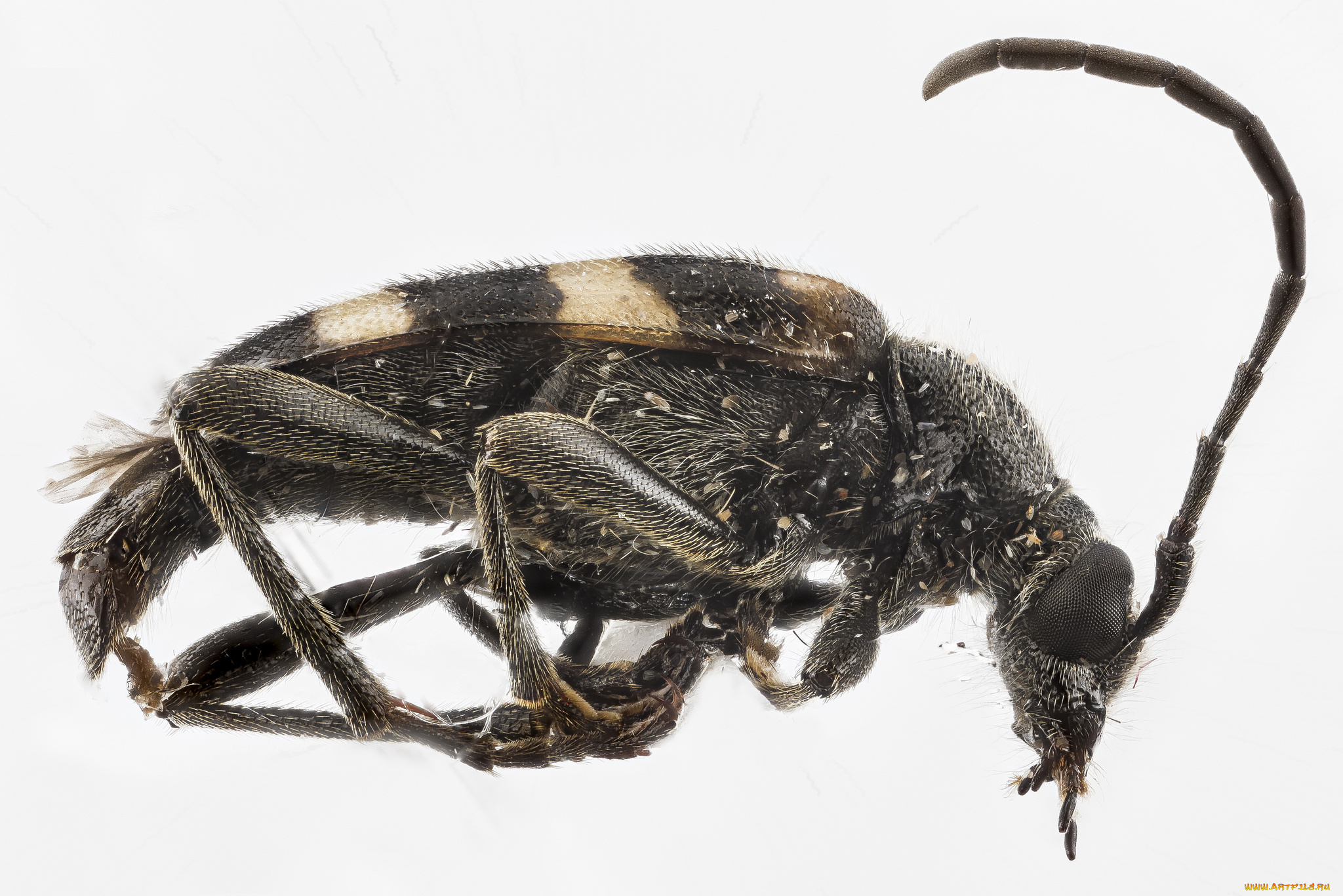 животные, насекомые, макросъемка, насекомое