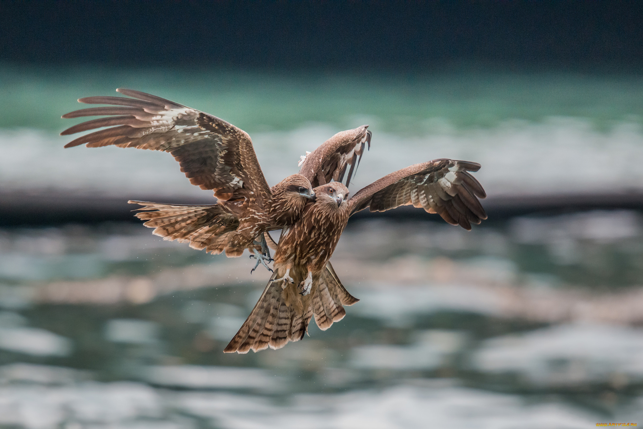 животные, птицы, -, хищники, птицы, хищники, ссора, в, полете