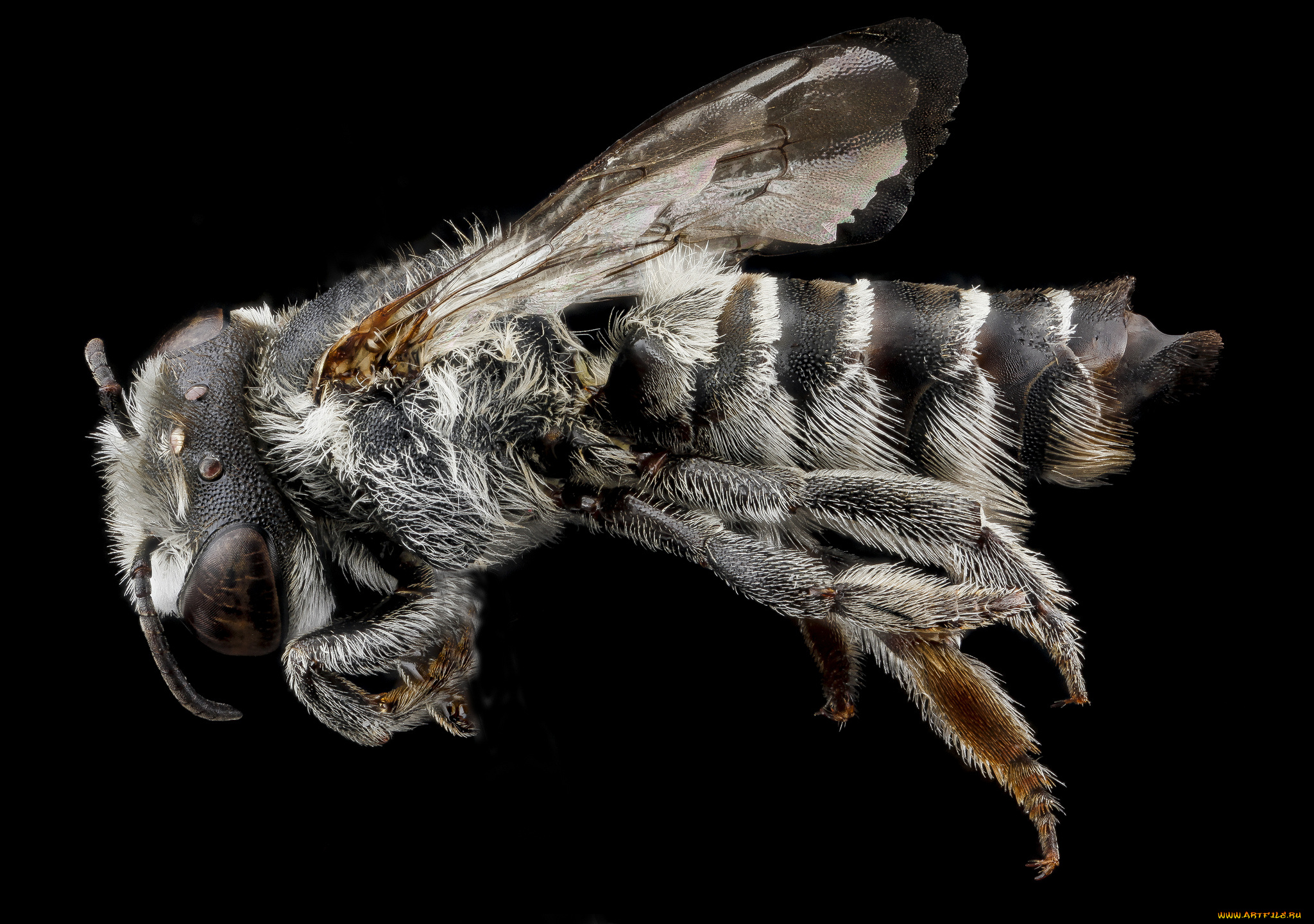 животные, пчелы, , осы, , шмели, макросъемка, насекомое