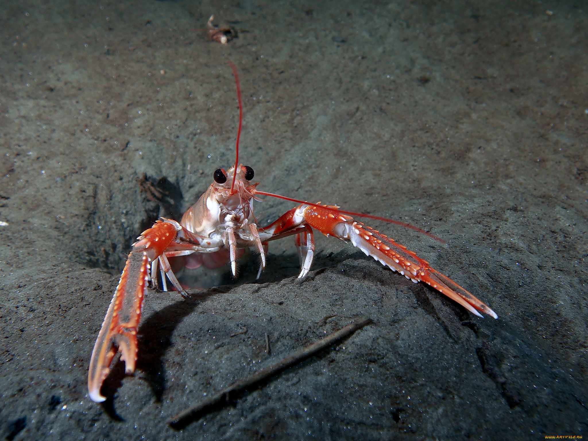 животные, крабы, , раки, морской, рак, красный
