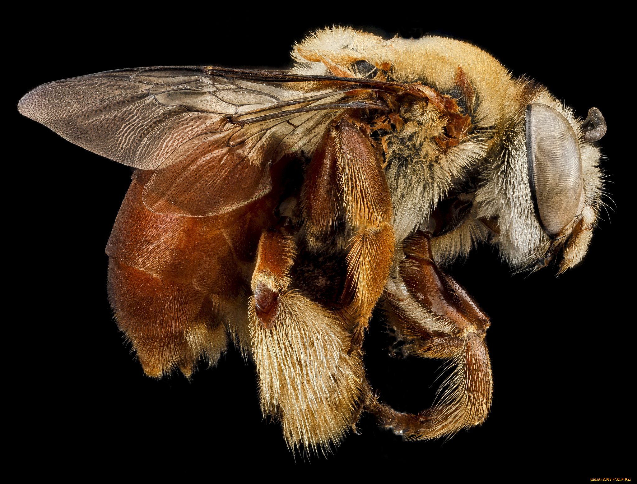 животные, пчелы, , осы, , шмели, насекомое, макросъемка