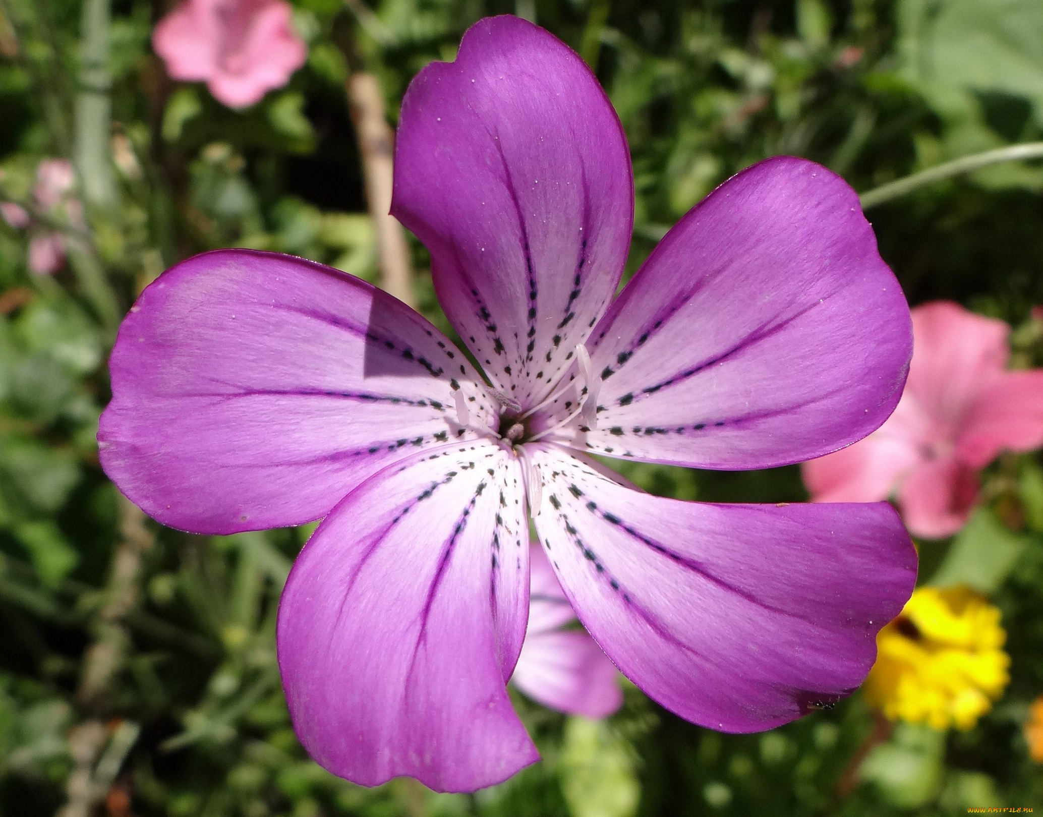 цветы, розовый, цветок, лепестки, макро