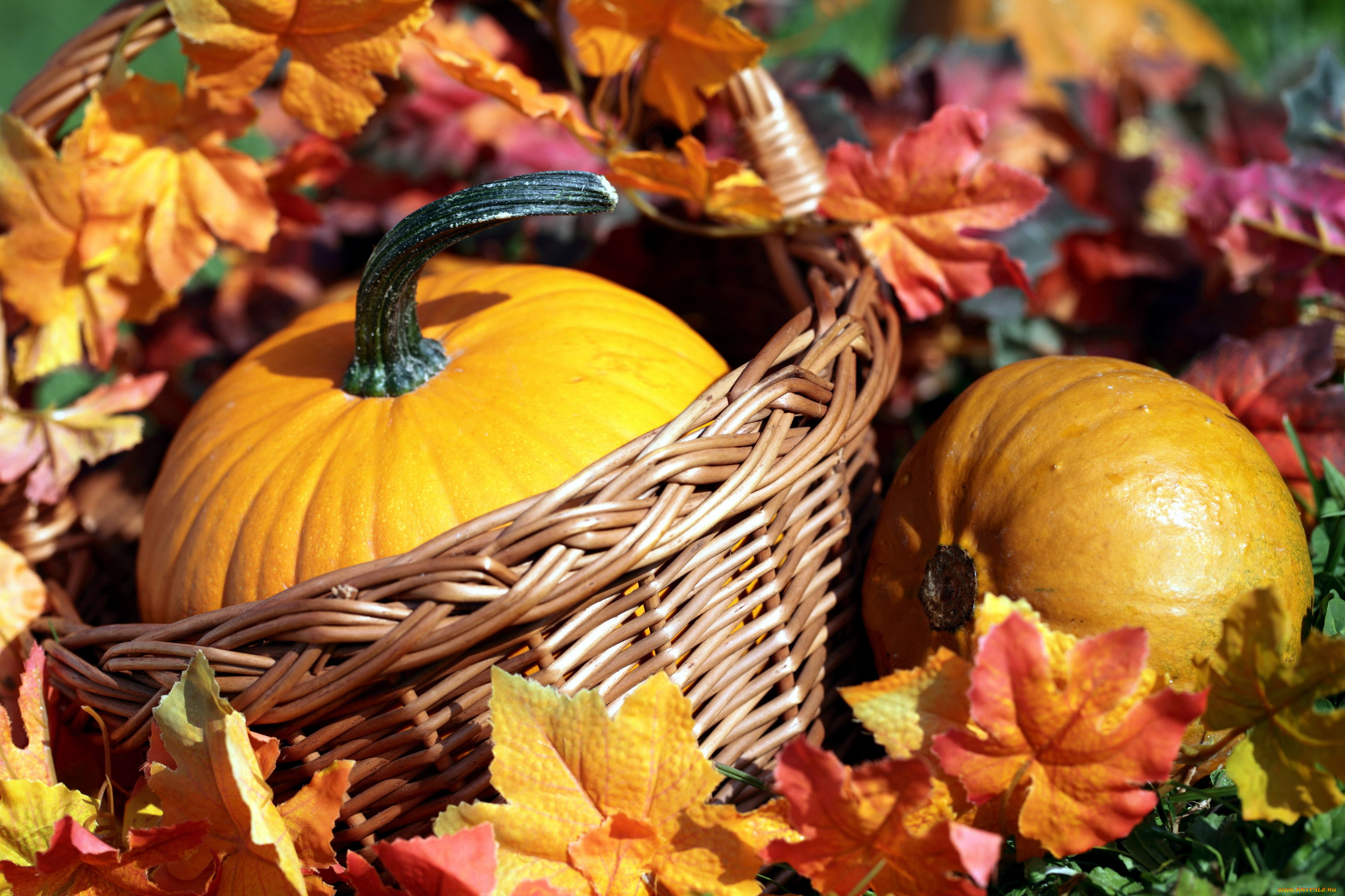 еда, тыква, листья, корзинка