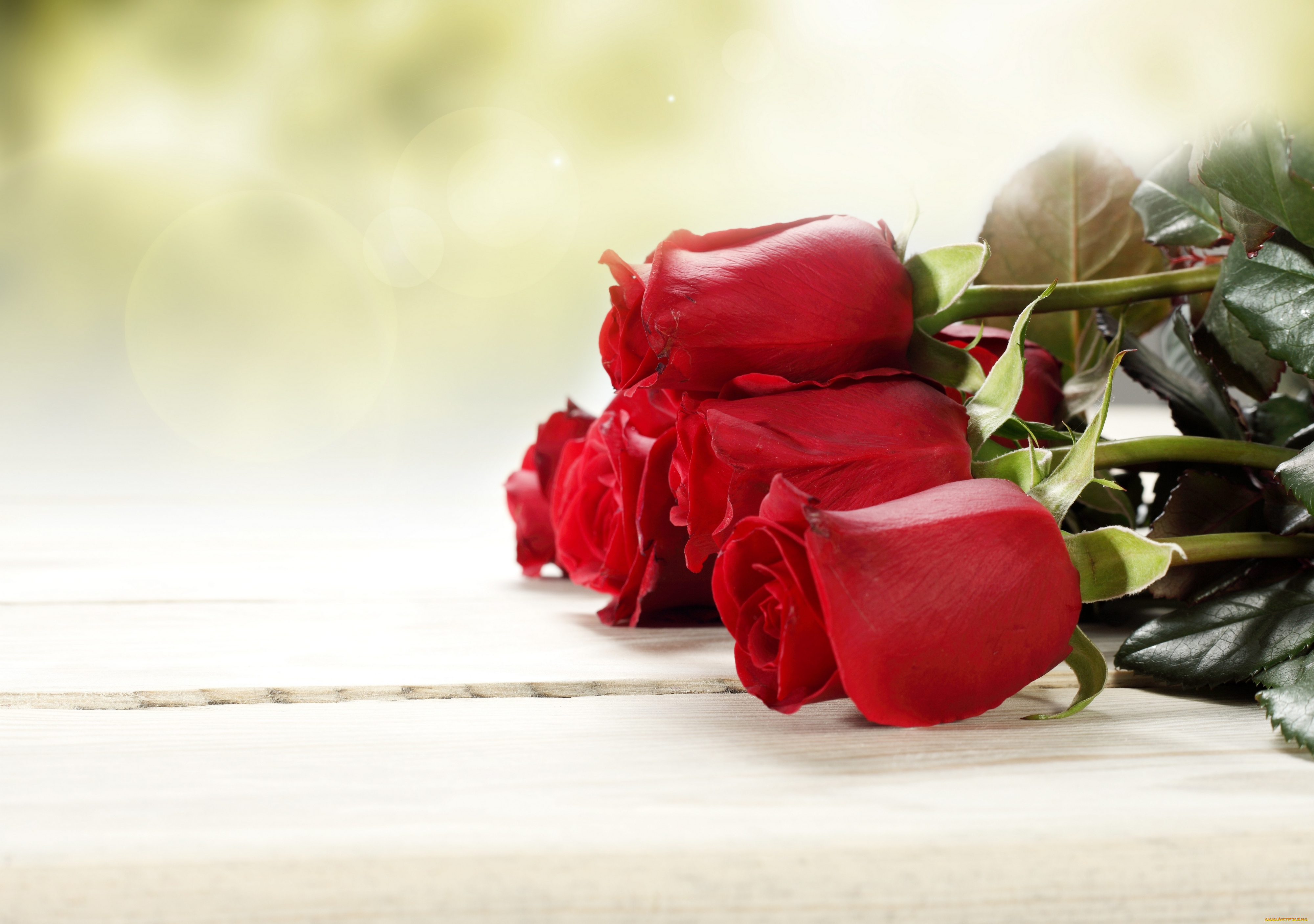 цветы, розы, бутоны, листва, букет