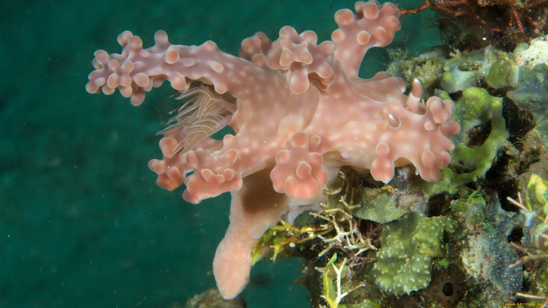 ceratosoma, alleni, животные, морская, фауна, ceratosoma, alleni, морской, слизень