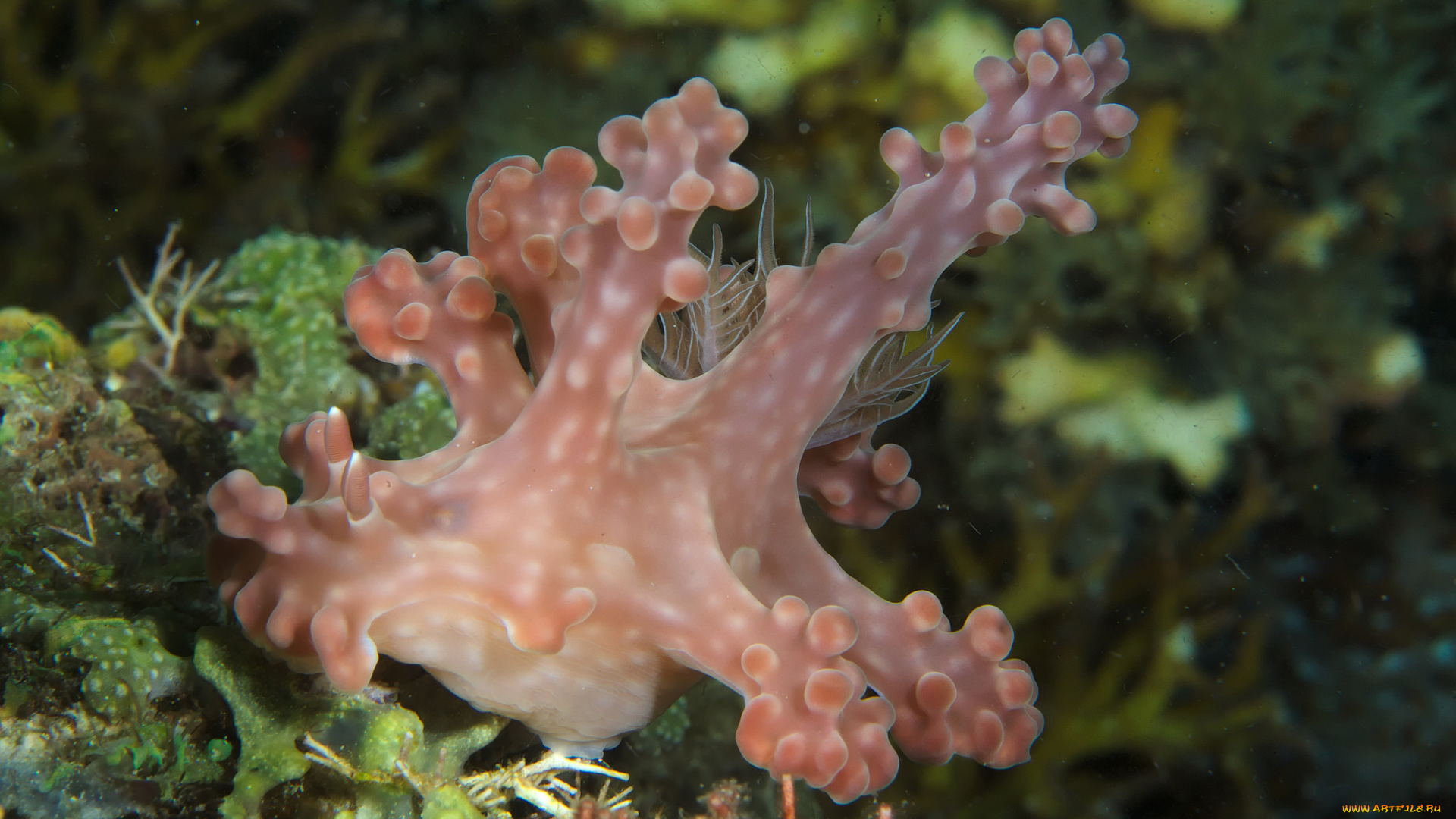 ceratosoma, alleni, животные, морская, фауна, ceratosoma, alleni