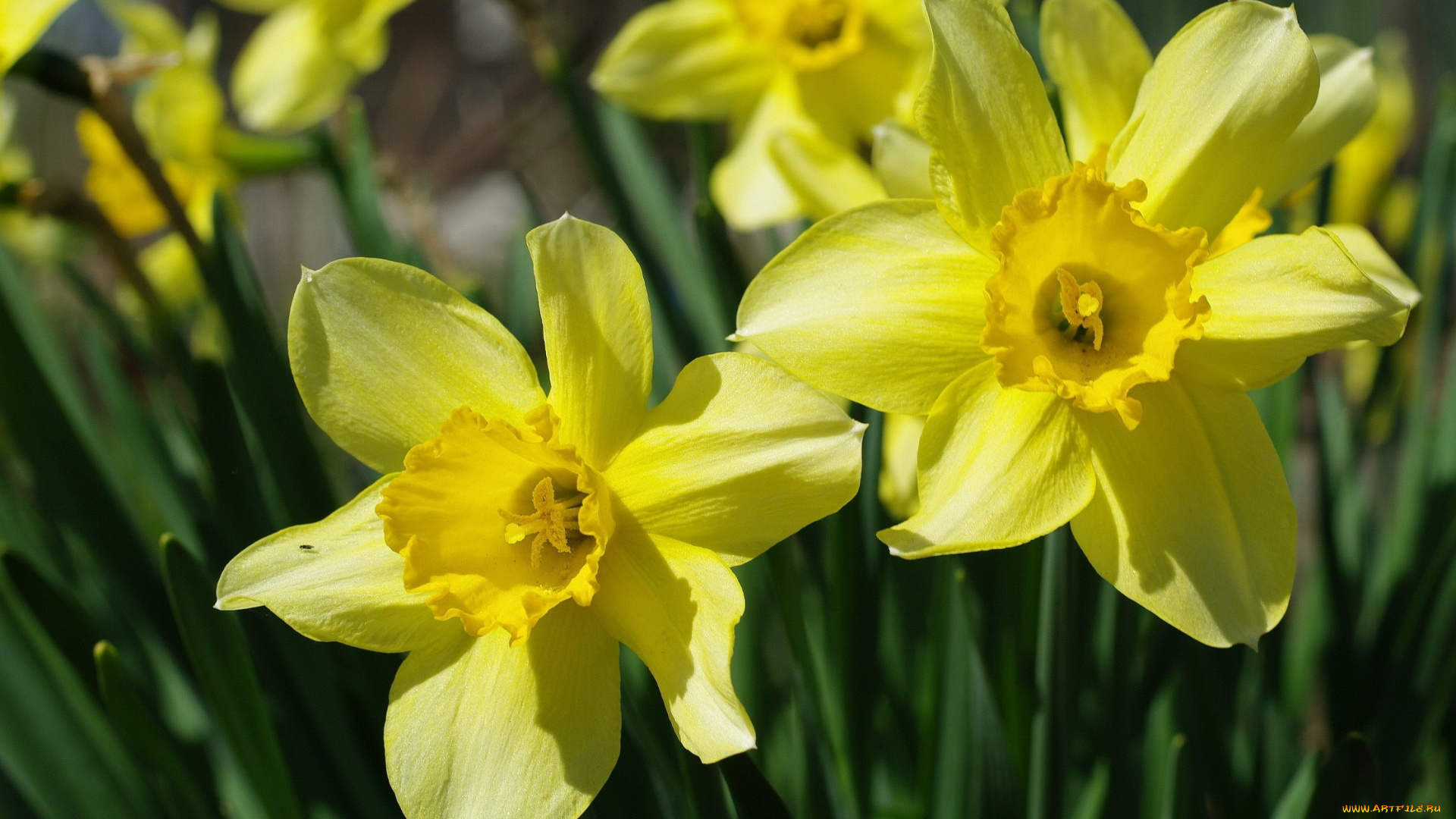 цветы, нарциссы, нарцисс, желтый, макро