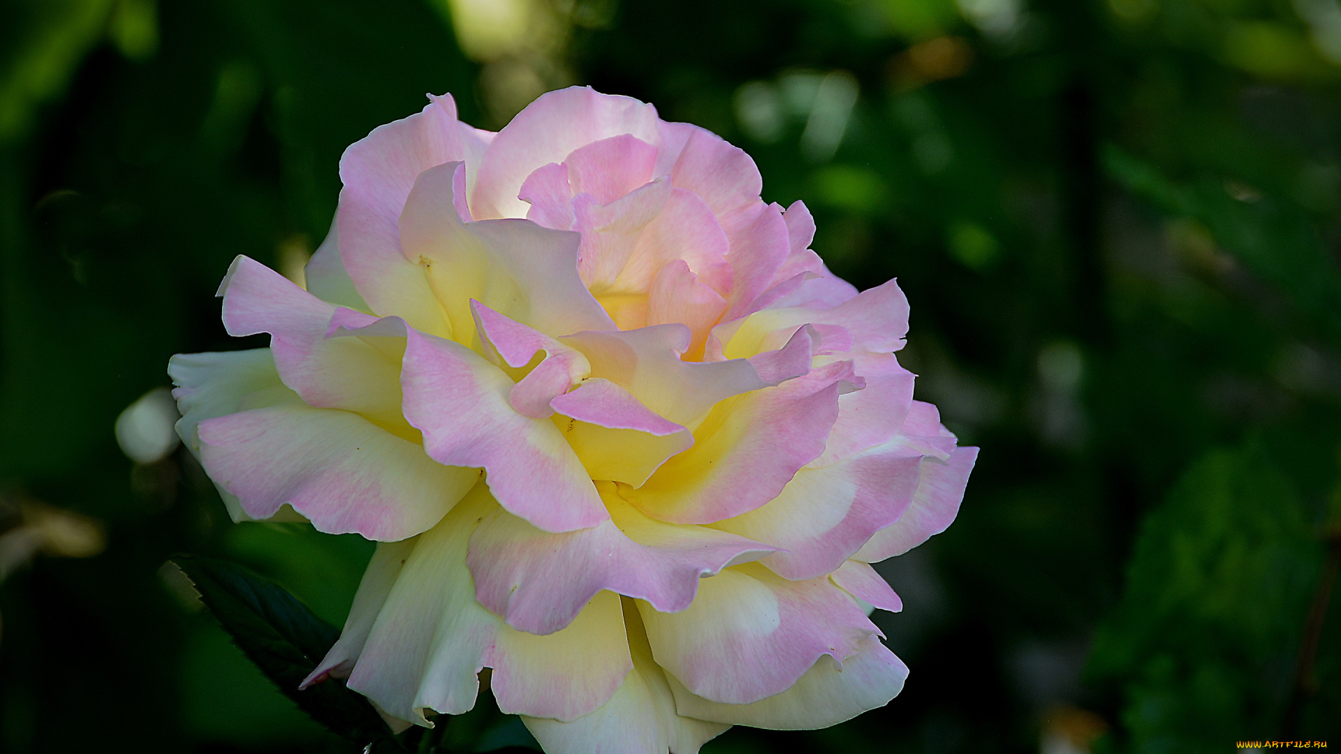 цветы, розы, роза, цветок, листья, лепестки, нежная