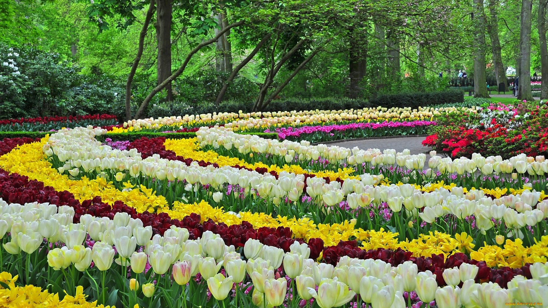 цветы, тюльпаны, клумбы, парк, весна, дизайн