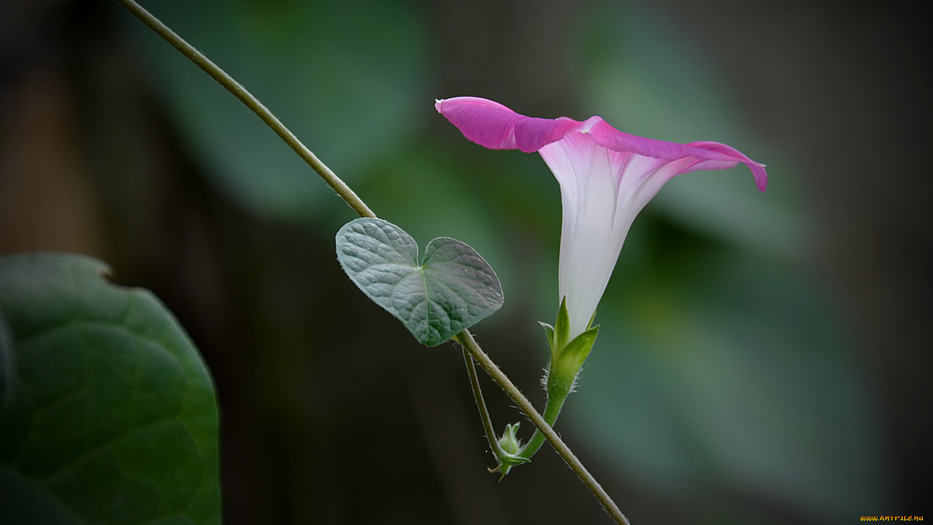 цветы, вьюнки, , ипомеи, цветок, вьюнок, ипомея, розовая, лоза