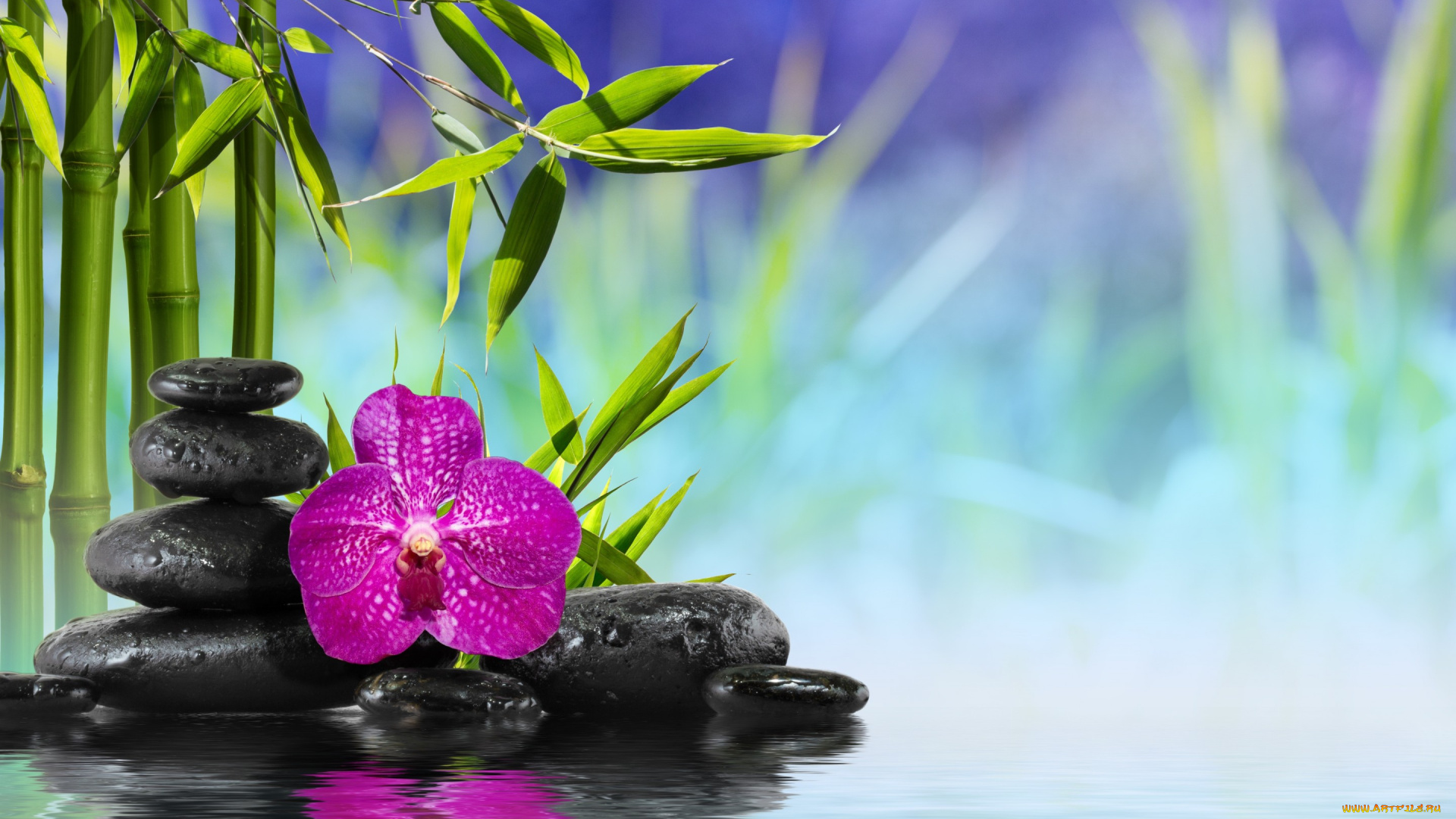 разное, ракушки, , кораллы, , декоративные, и, spa-камни, spa, zen, stones, bamboo, flower, orchid, water, reflection, вода, камни, бамбук, цветок
