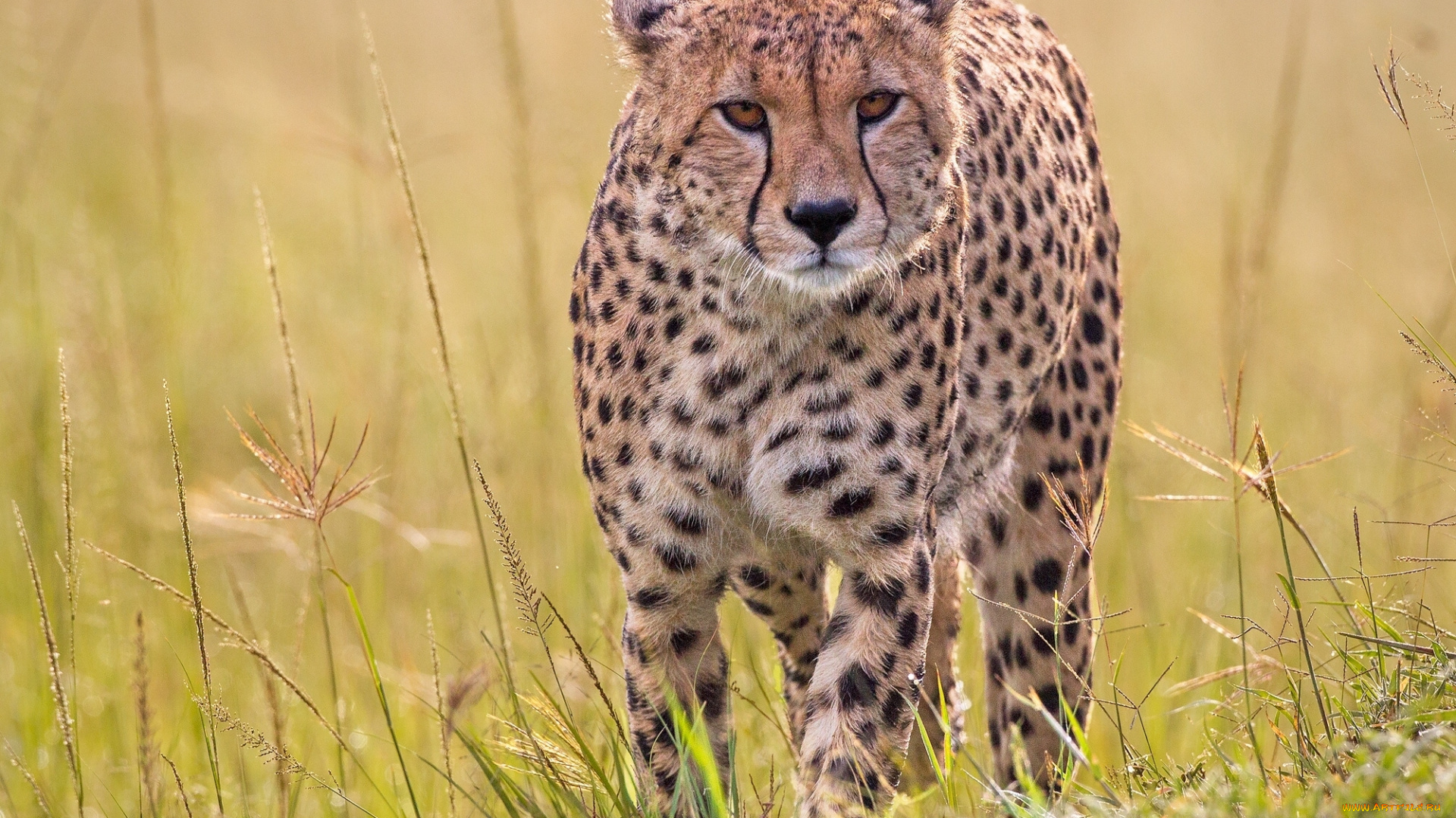 животные, гепарды, трава, хищник, дикая, кошка, гепард
