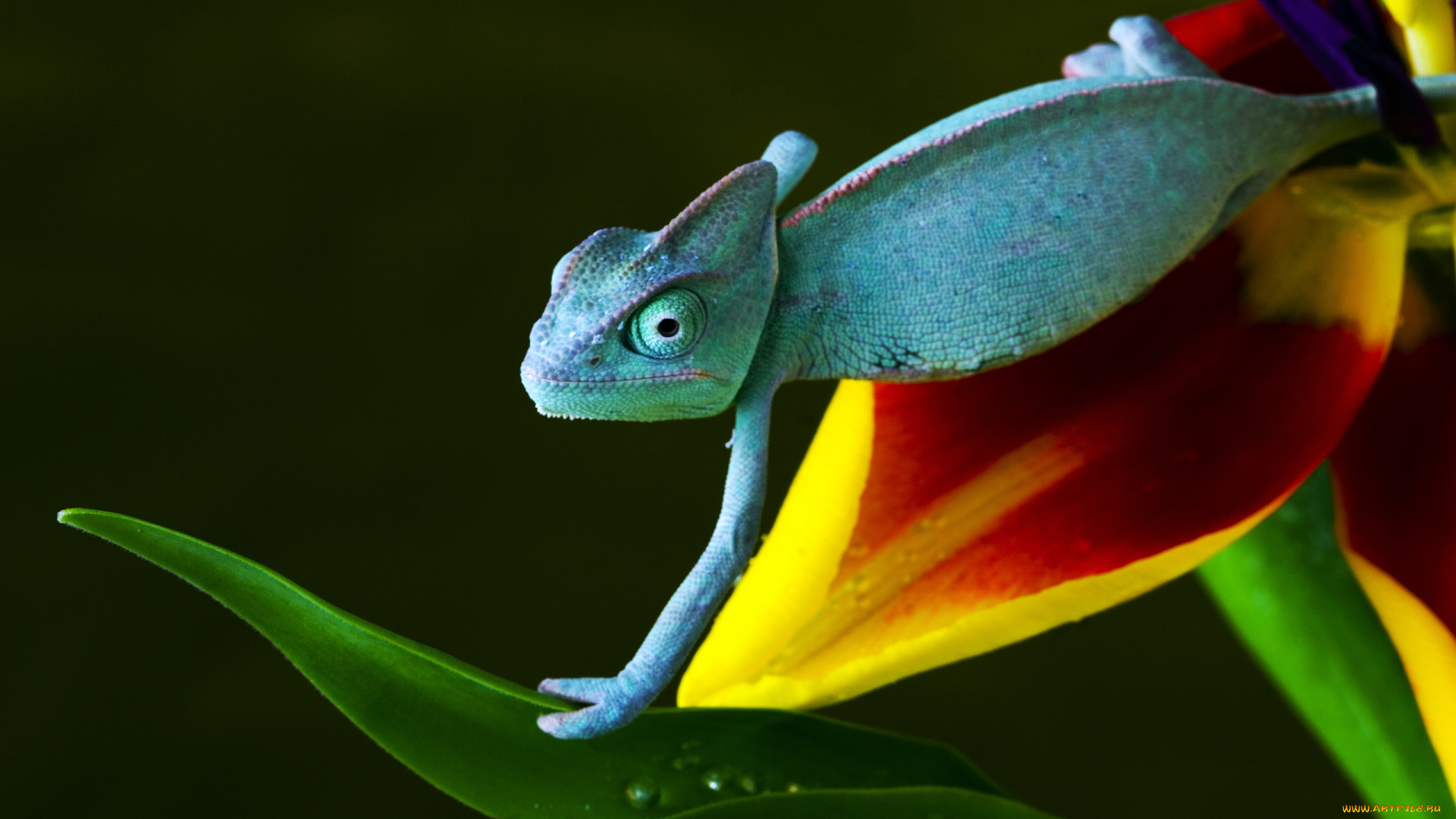 животные, хамелеоны, голубой, лист, хамелеон, цветок