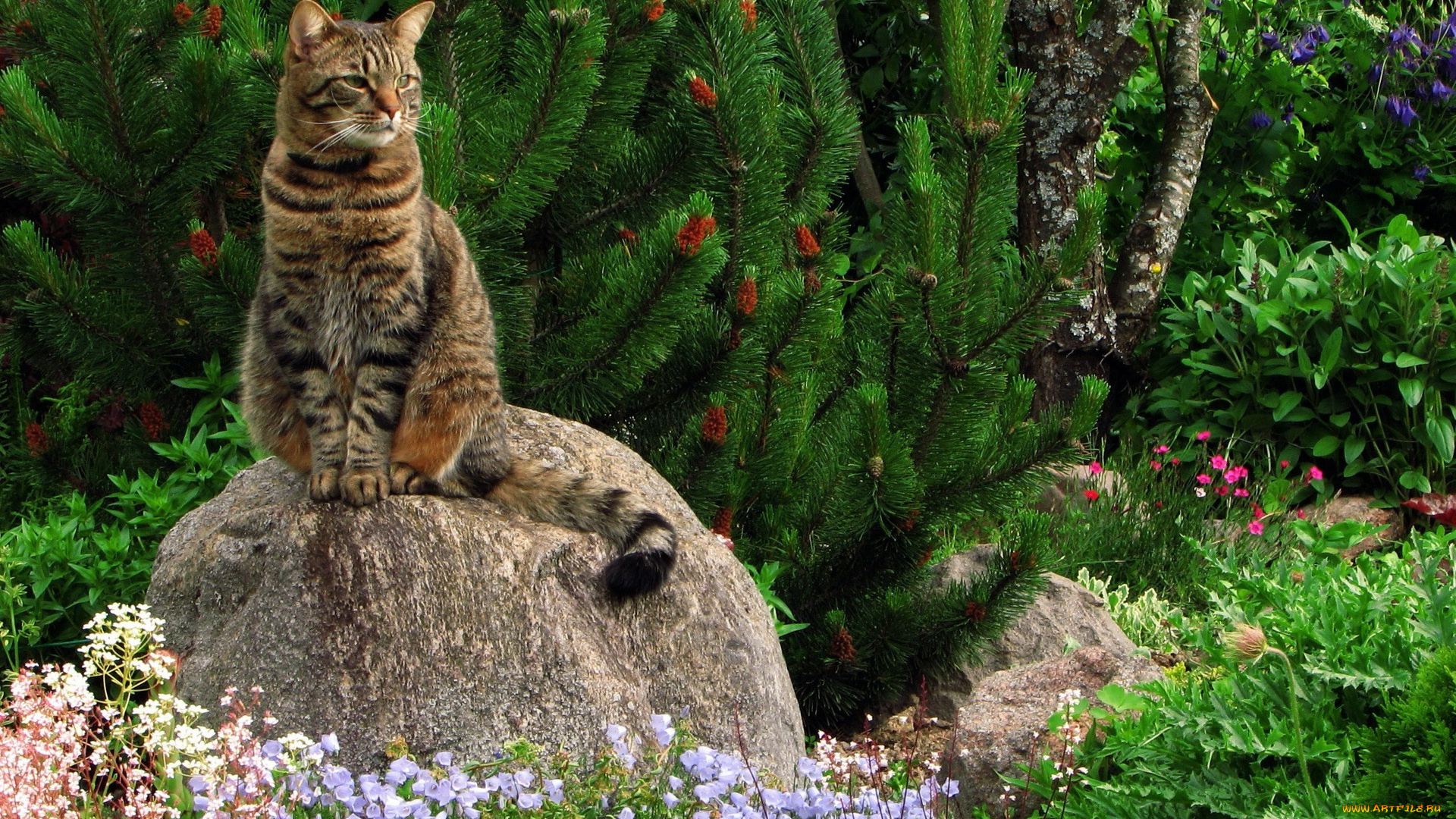 животные, коты, деревья, цветы, сад, растения, камень, кот