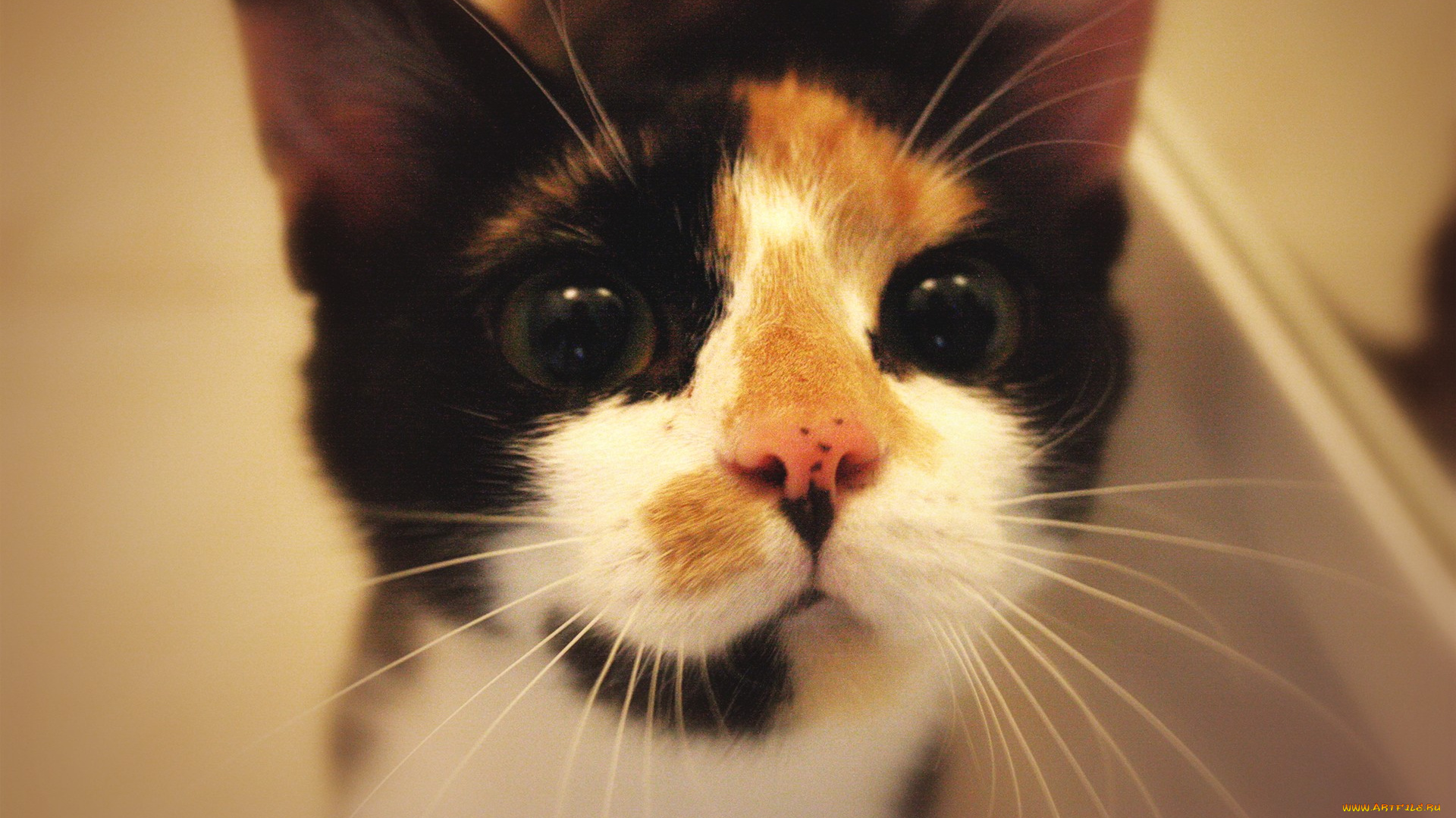 животные, коты, кошки, мордочка, смотрит