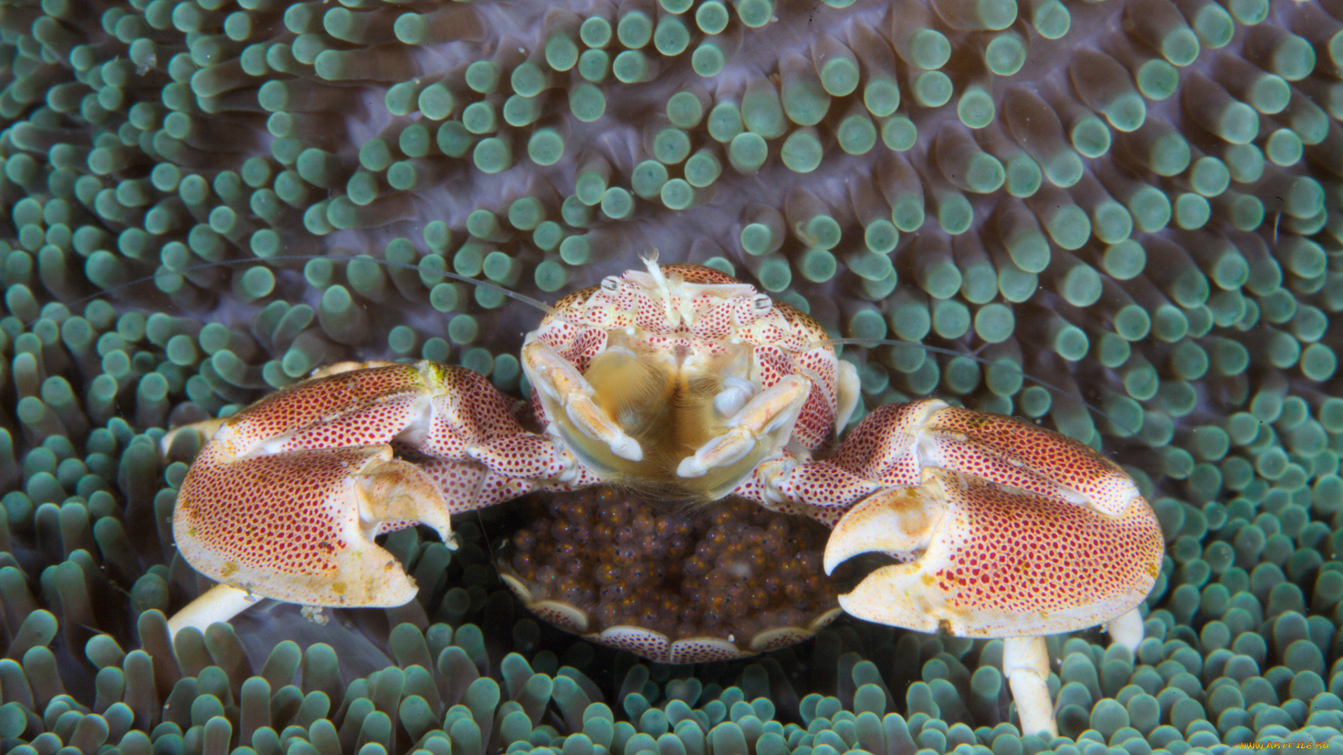 животные, крабы, , раки, актиния, краб