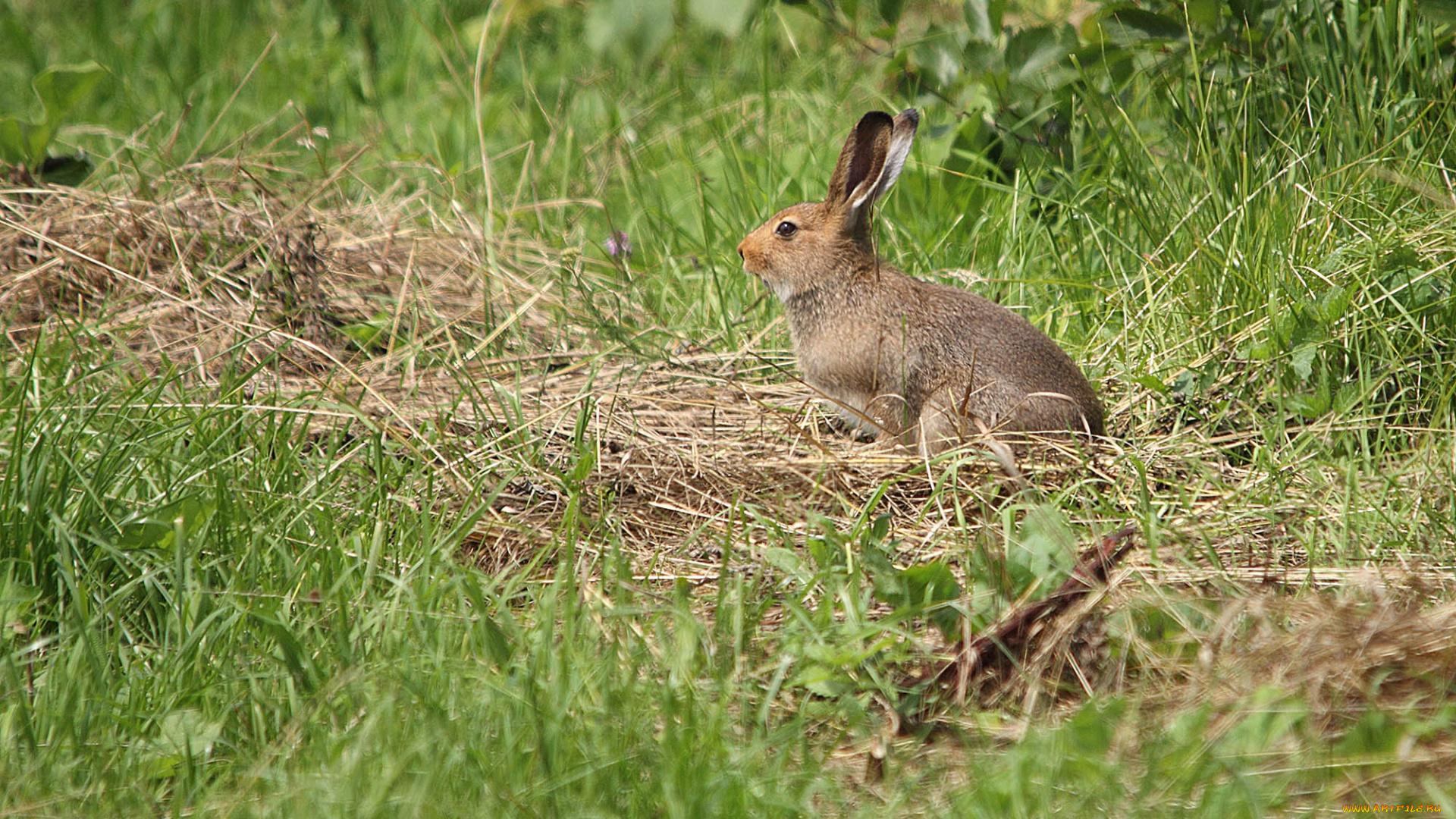животные, кролики, , зайцы, трава, заец