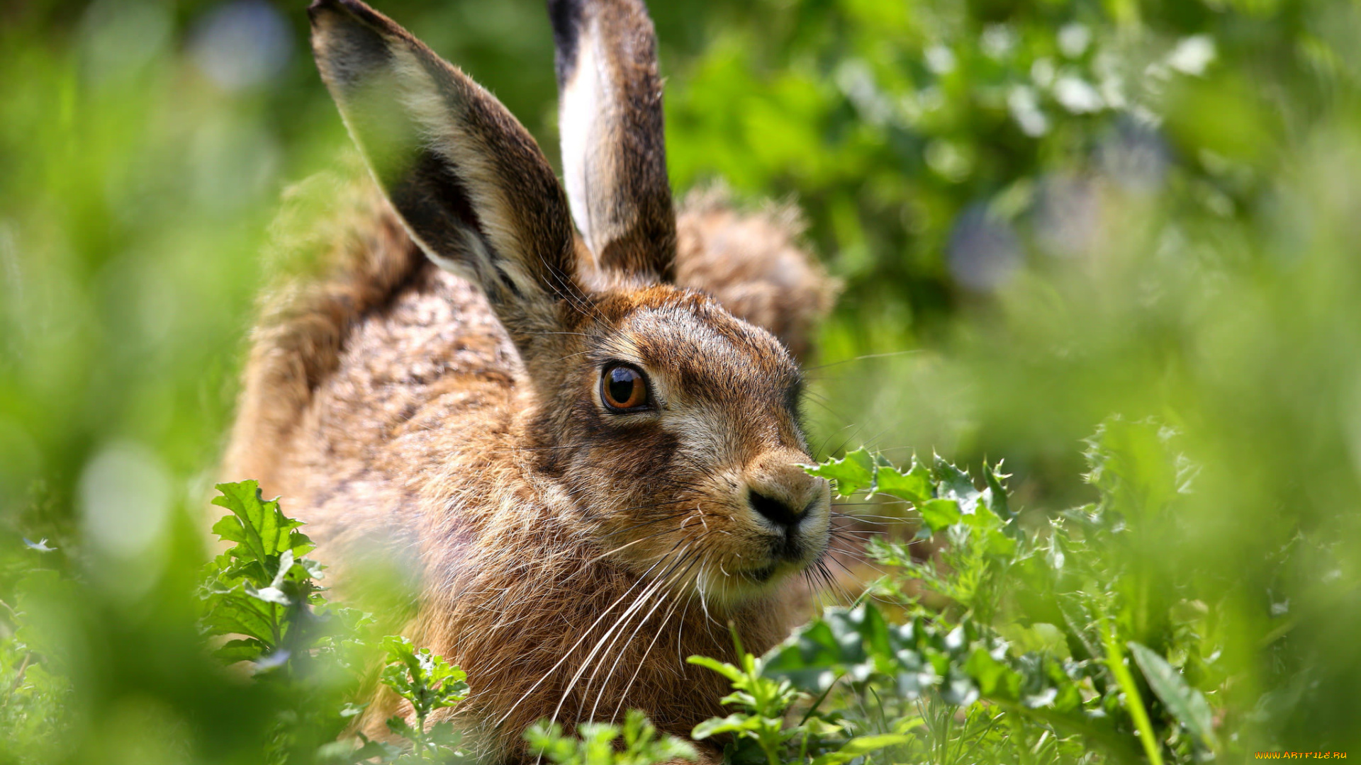 животные, кролики, , зайцы, заяц, фон, природа