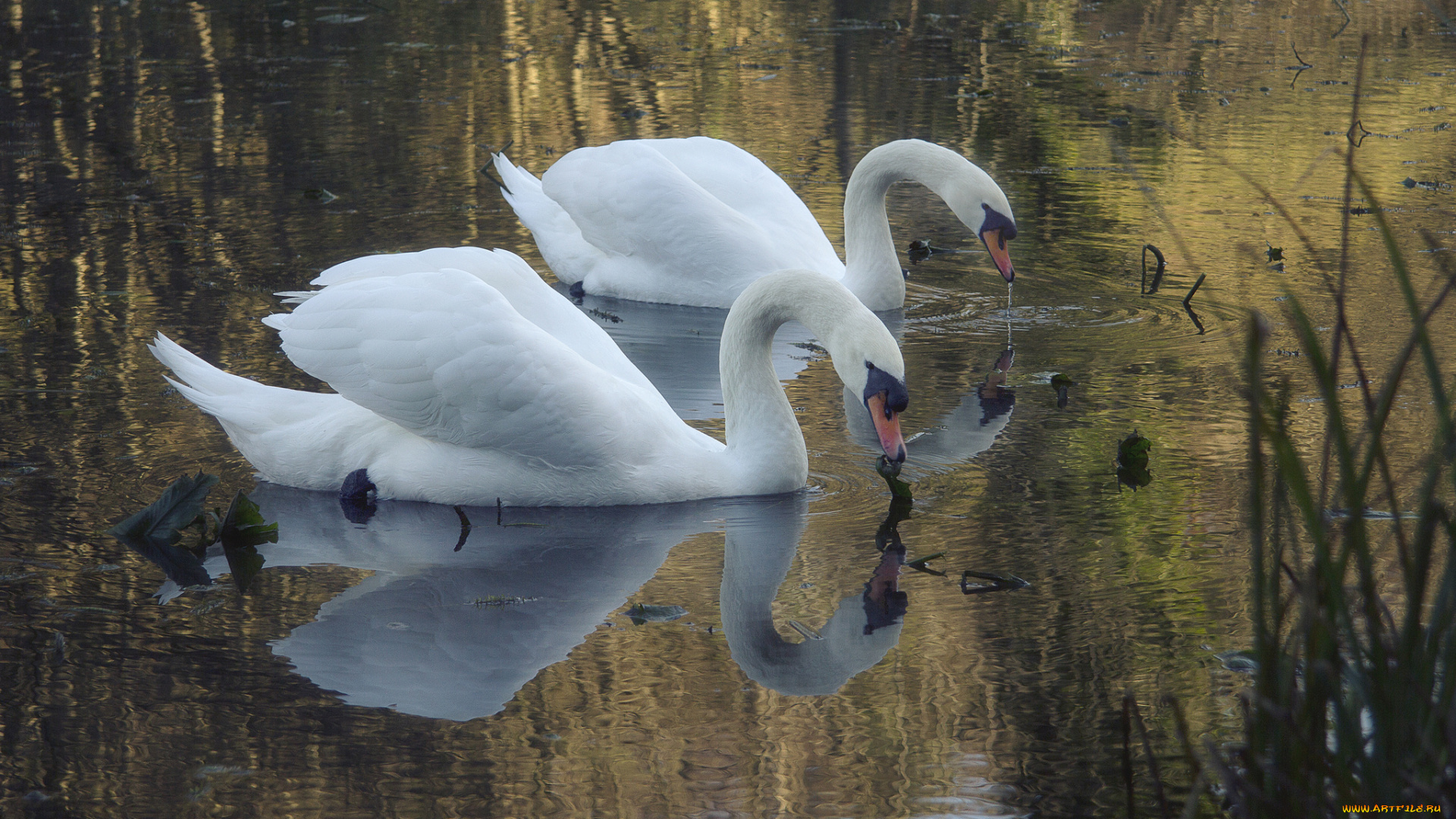 животные, лебеди, два, озеро, белые, пруд