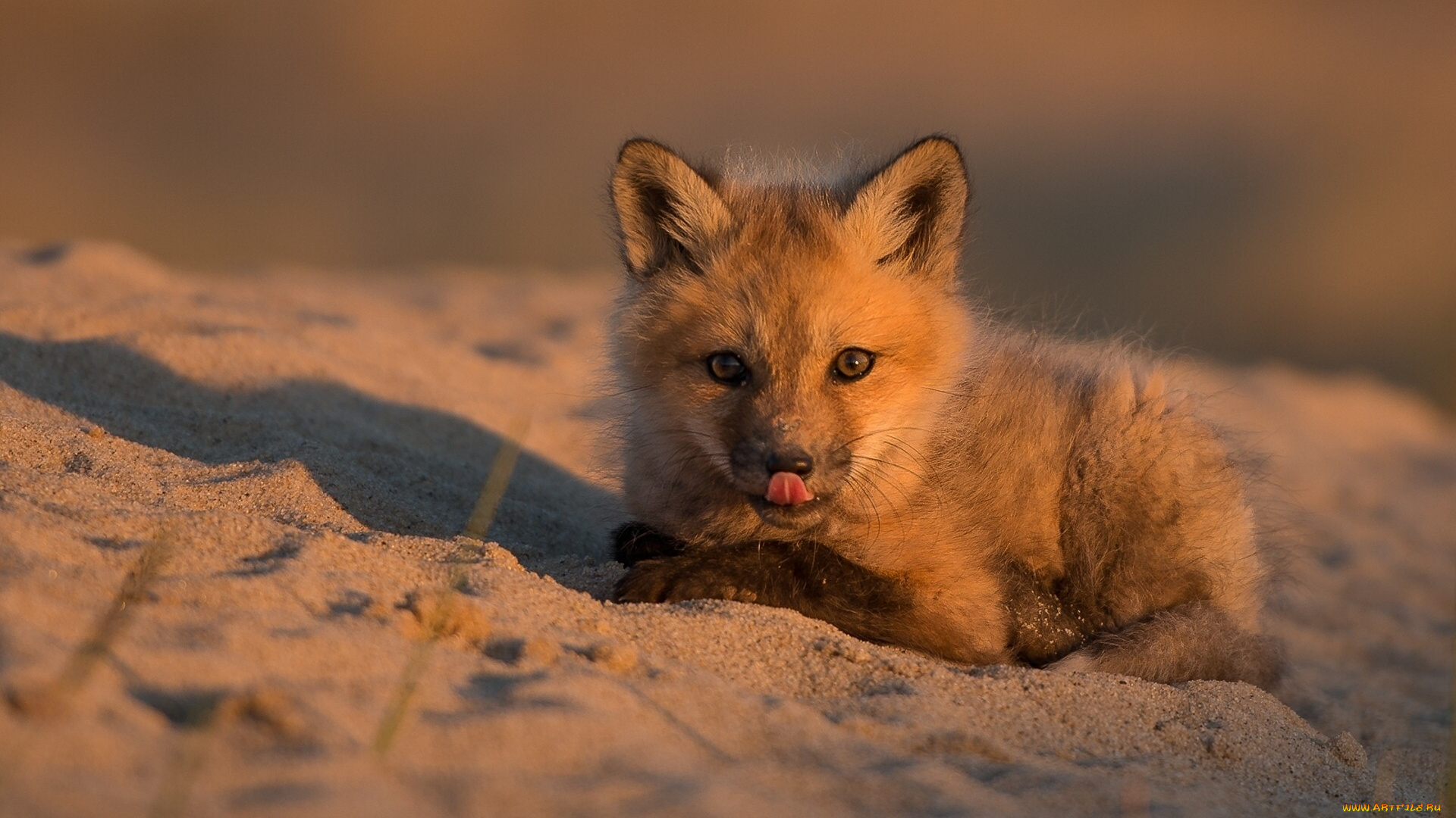животные, лисы, песок, малыш, детёныш, лисёнок, лиса