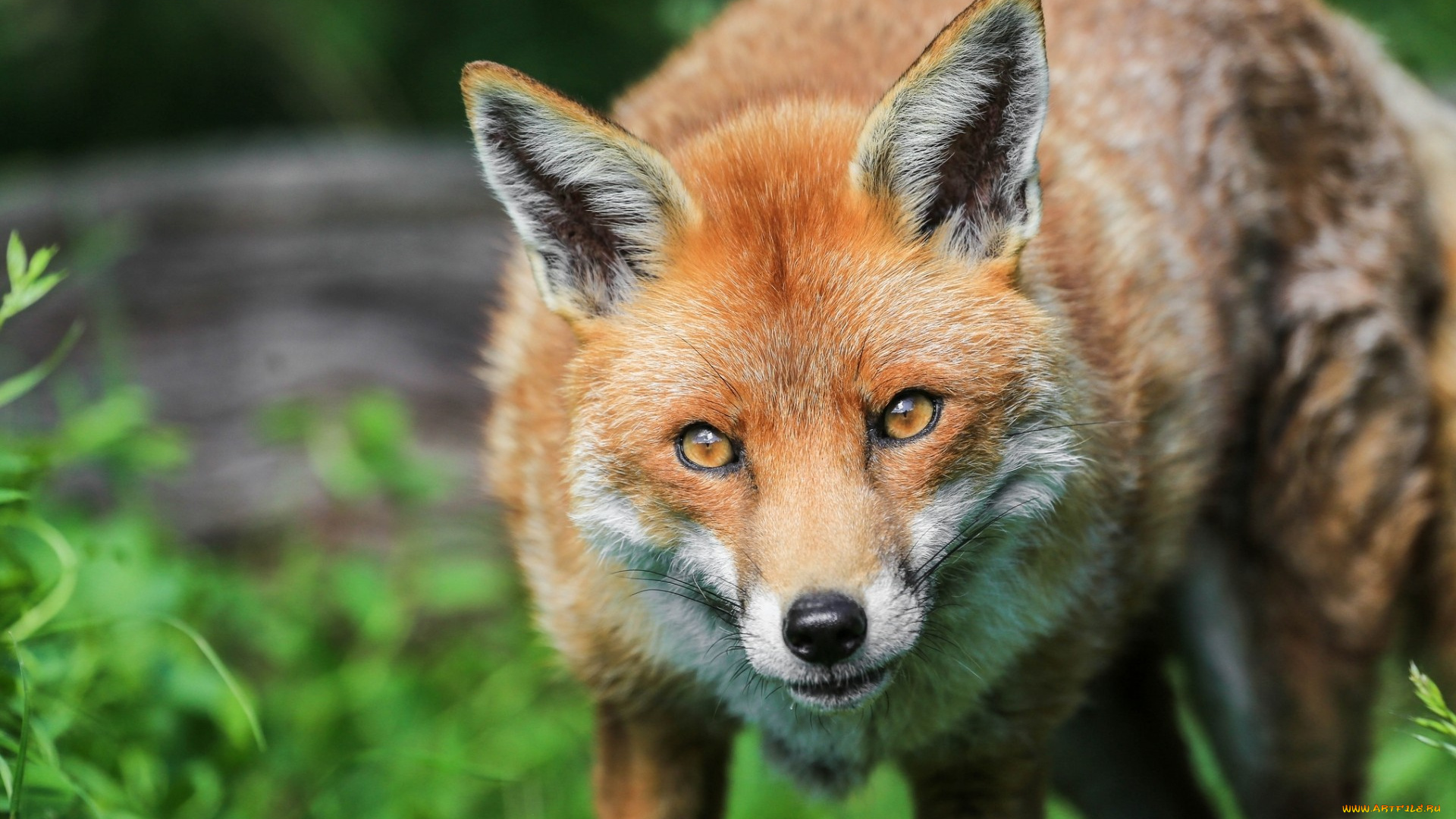 животные, лисы, портрет, лиса, морда, лисица, хищник