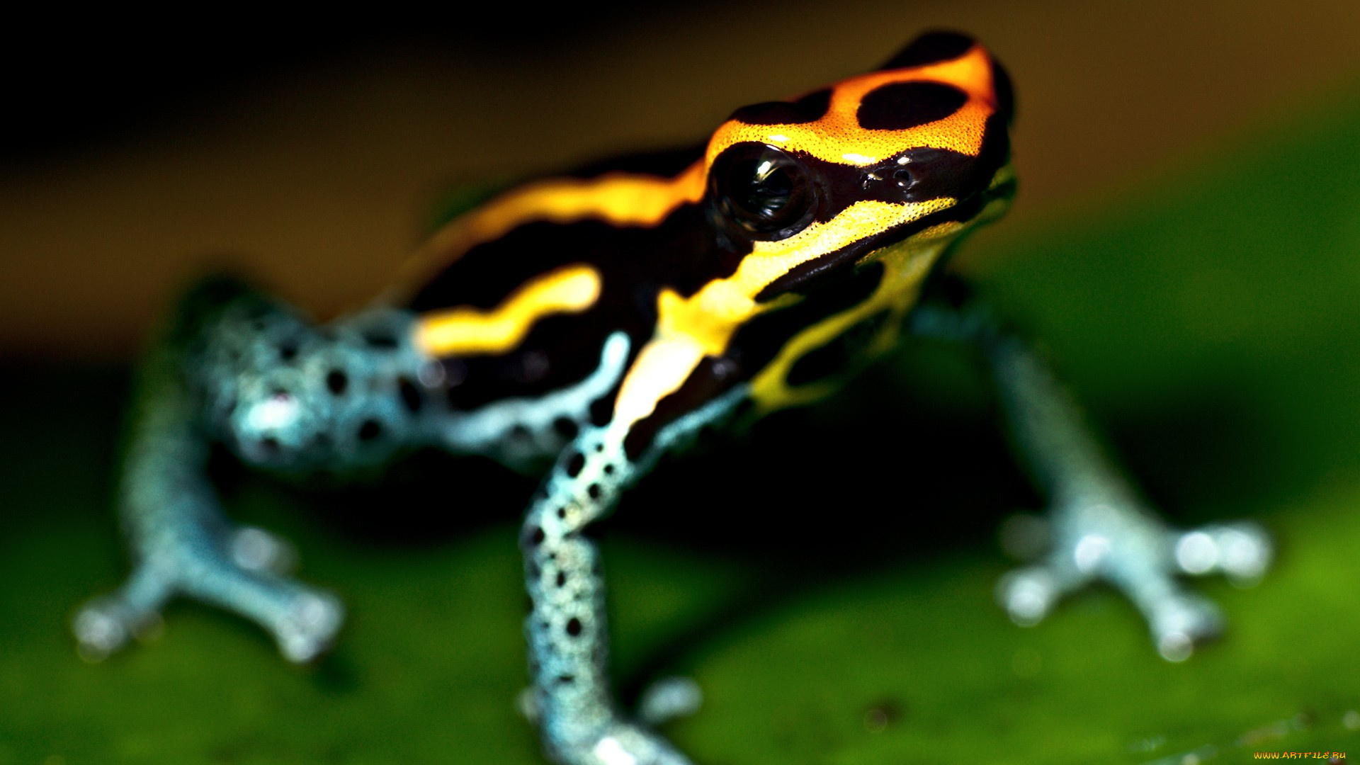 животные, лягушки, яркая, лягушка, квакша, лист