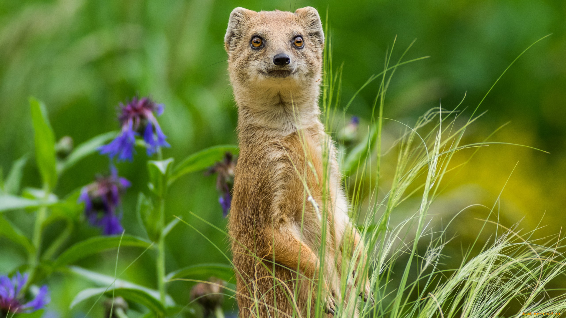 животные, мангусты, трава, цветы, стойка, мангуст