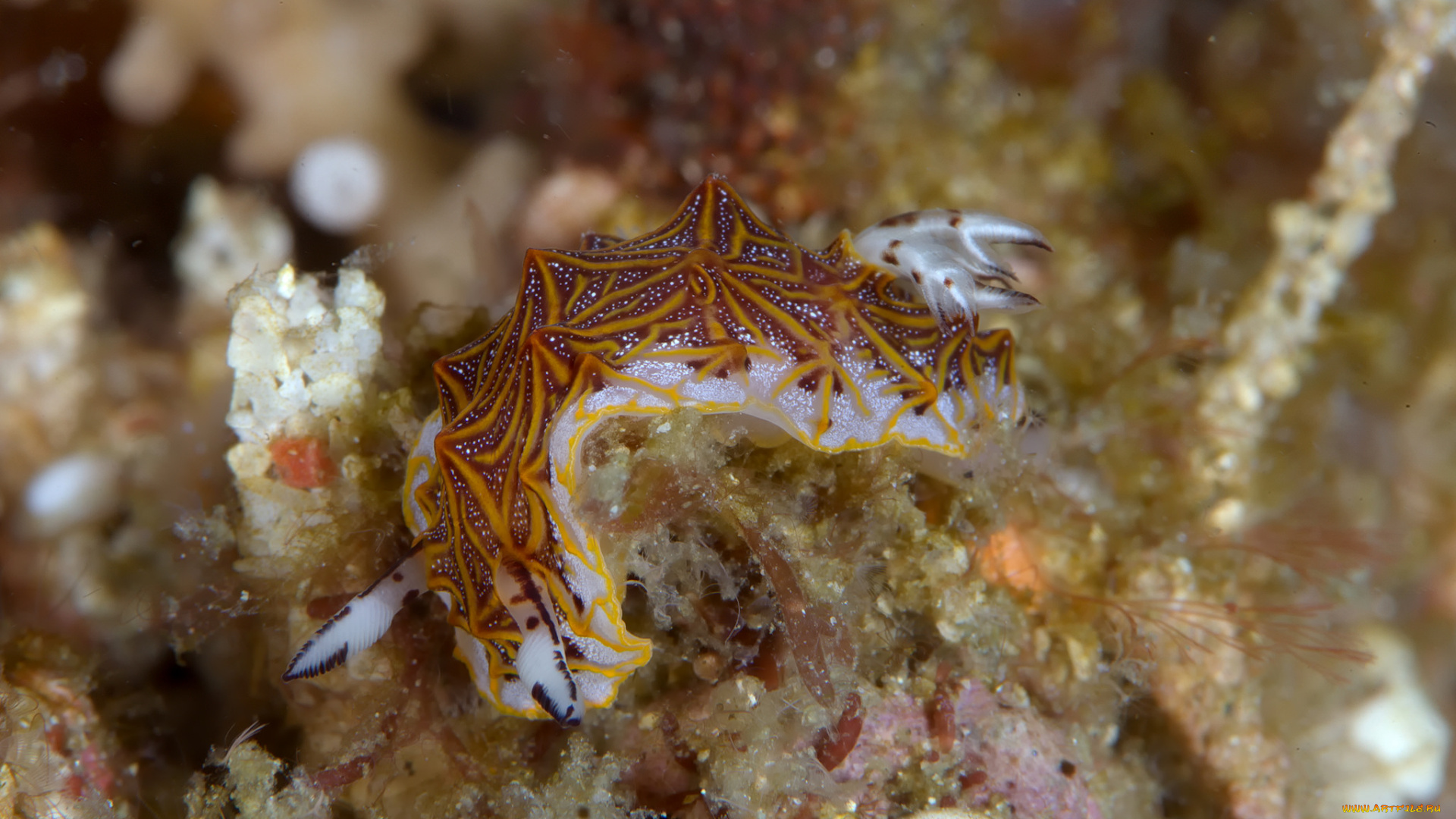 животные, морская, фауна, морской, слизень