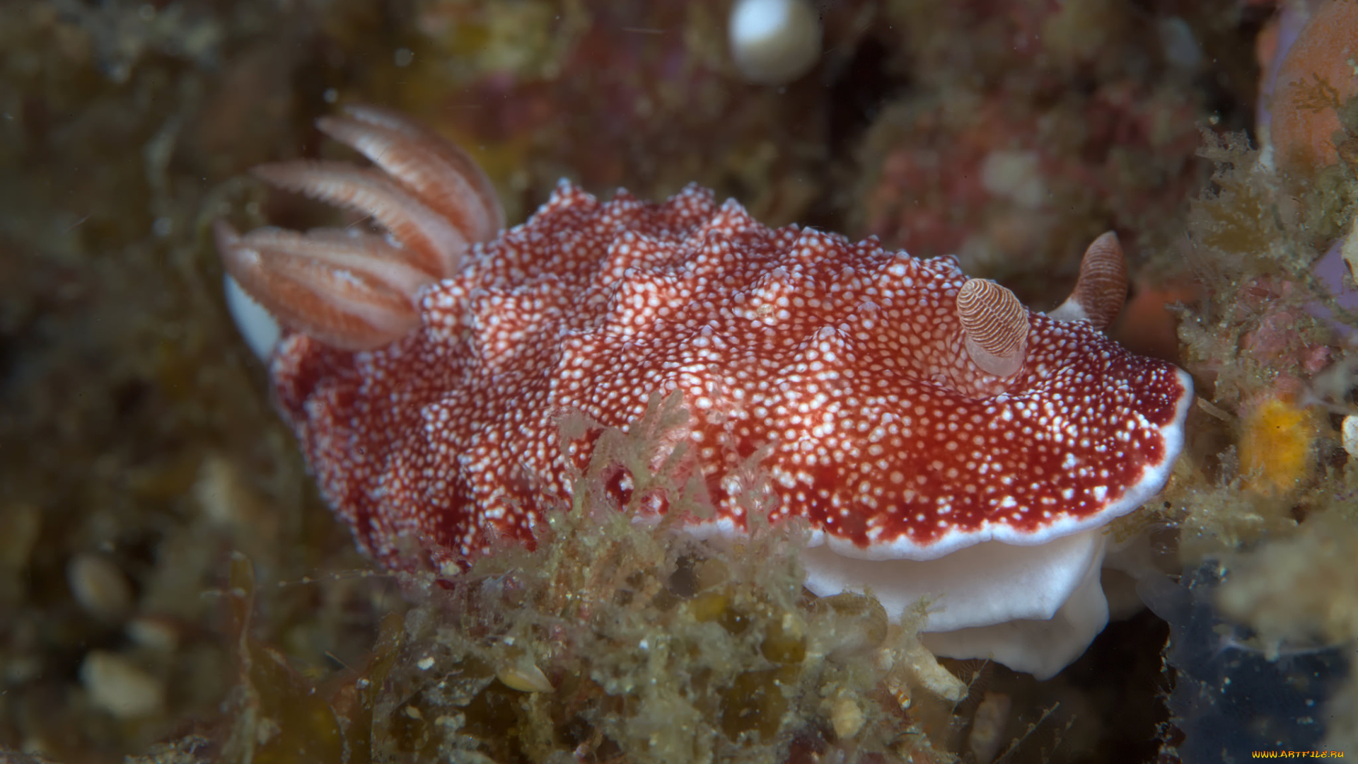 животные, морская, фауна, морской, слизень