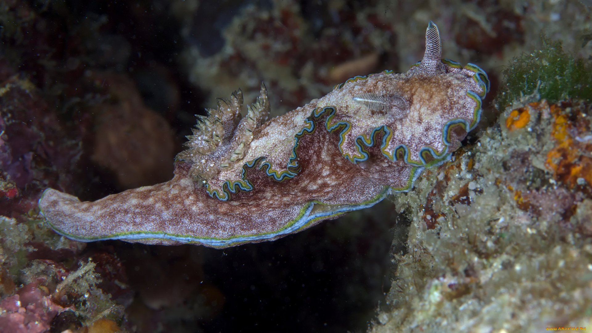 животные, морская, фауна, морской, слизень