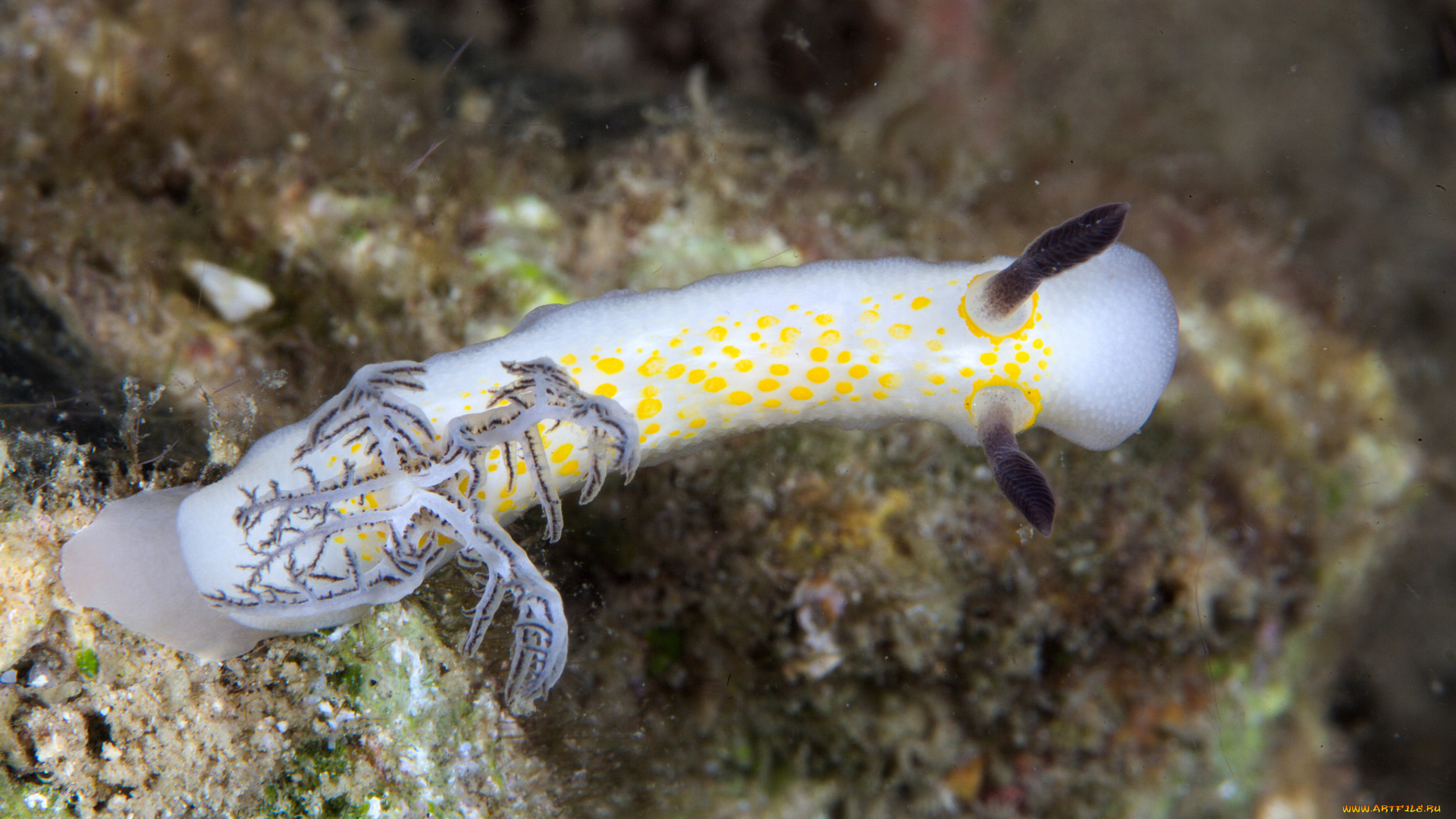 животные, морская, фауна, морской, слизень