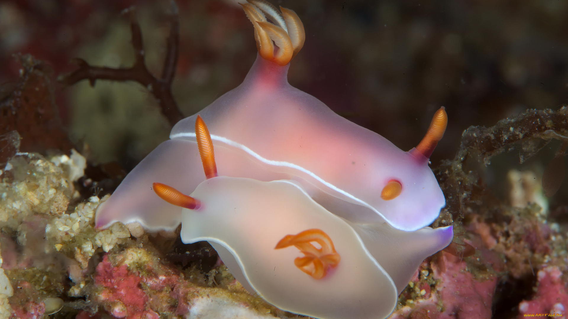 животные, морская, фауна, пара, морские, слизни