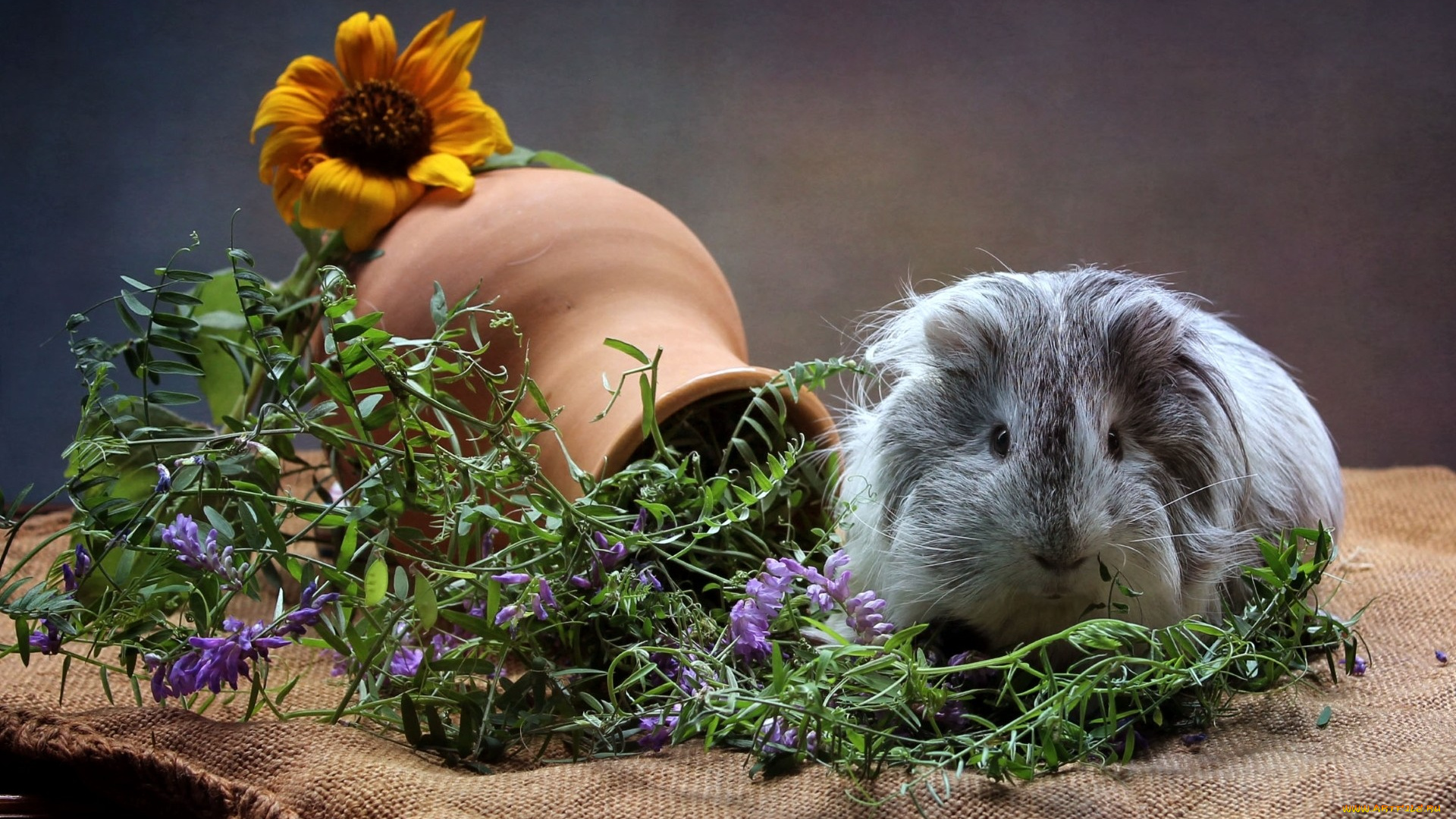 животные, морские, свинки, , хомяки, морская, свинка, зверек, кувшин, подсолнух, мешковина