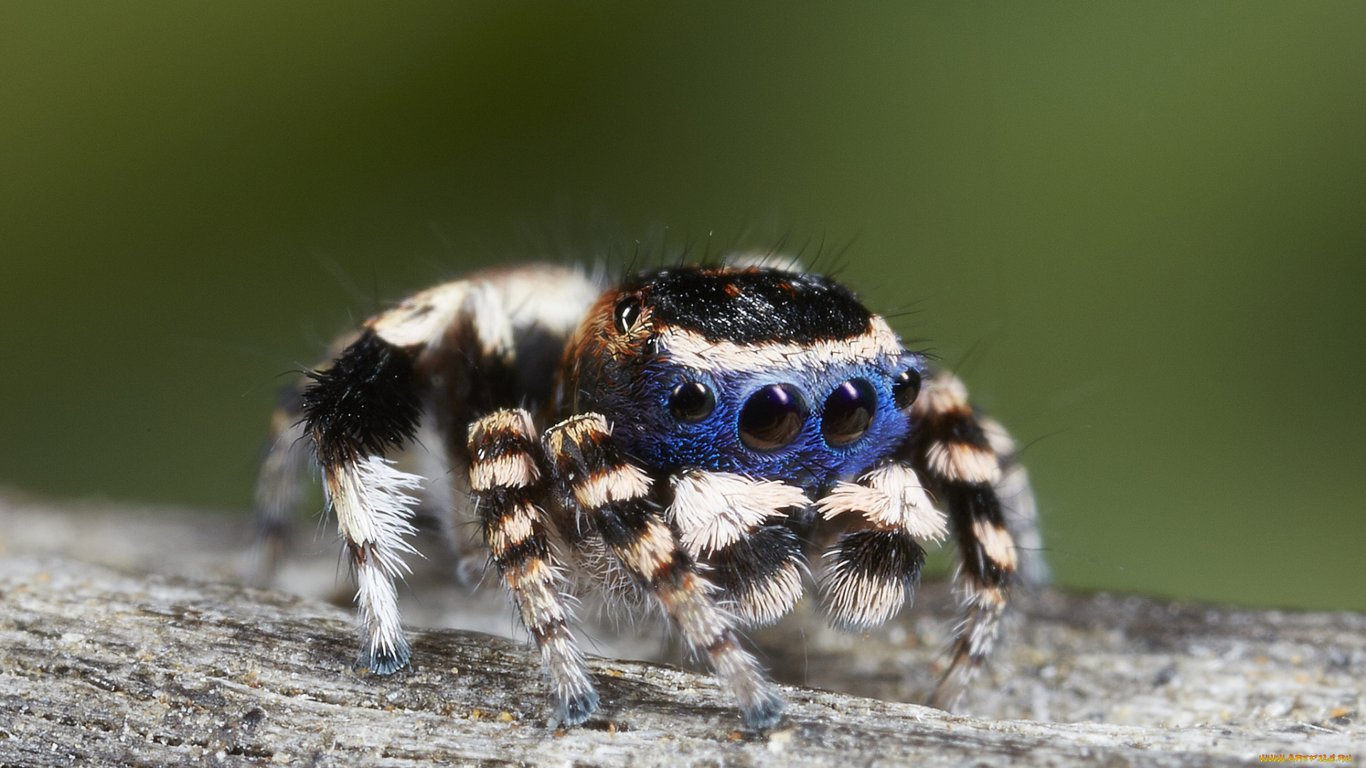 животные, пауки, джампер, лапки, паук