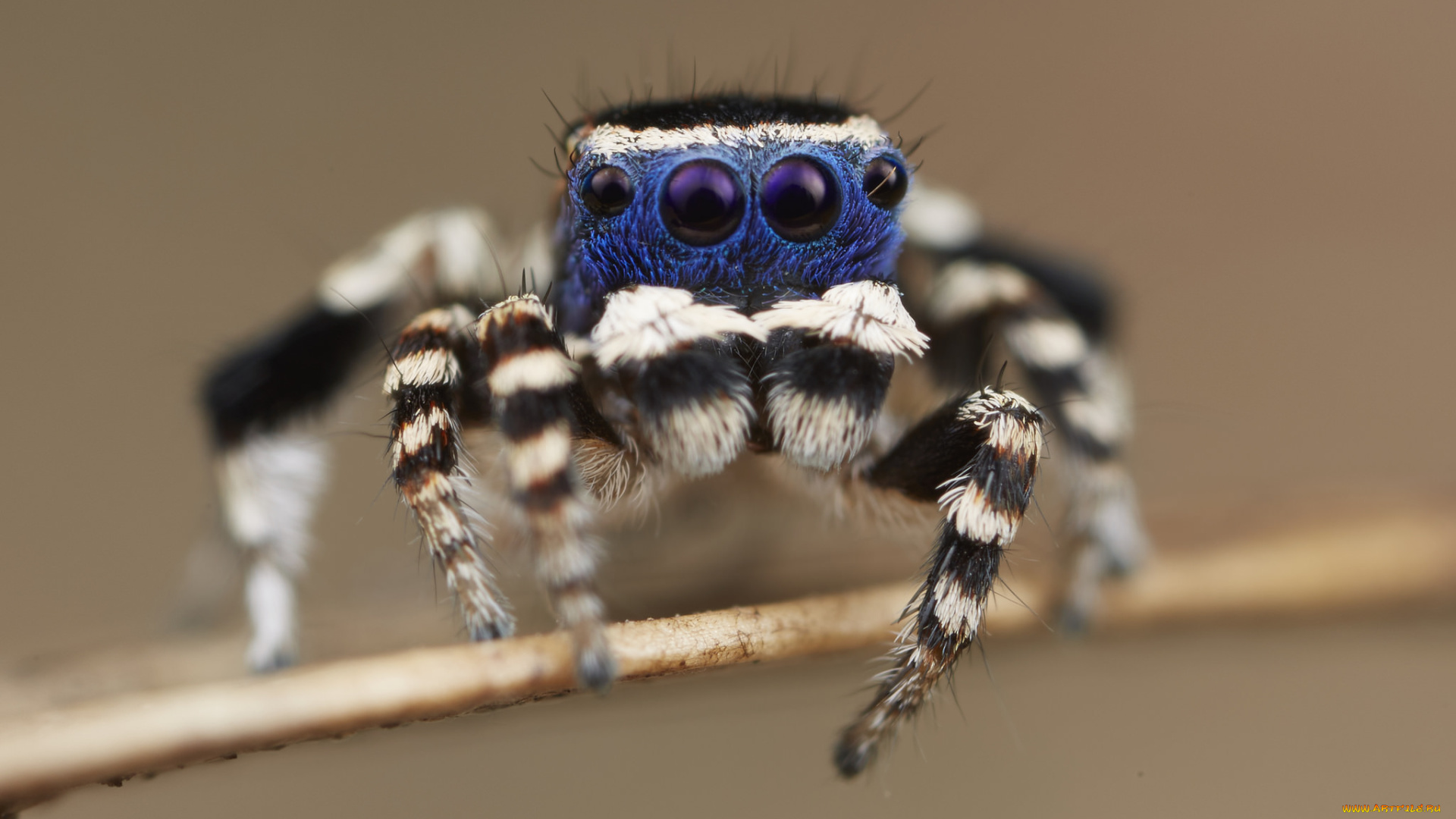 животные, пауки, джампер, лапки, паук