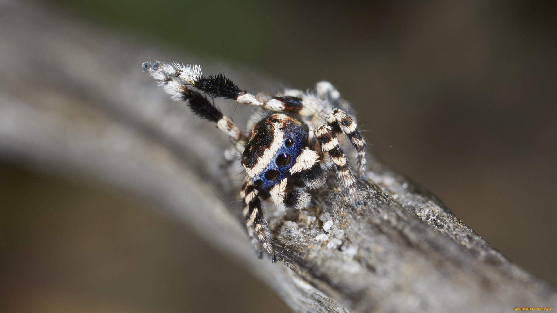 животные, пауки, джампер, танец, лапки, паук