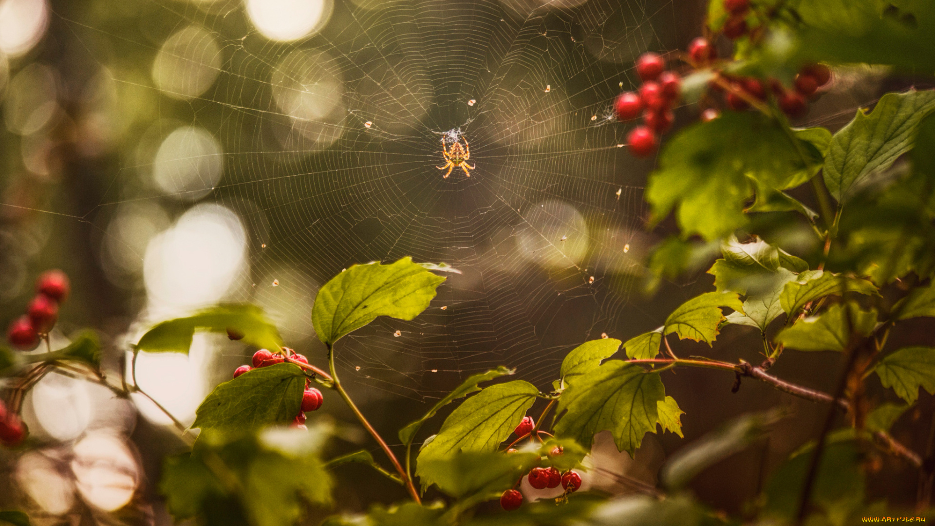 животные, пауки, калина, ягода, август, лето, паутина, паук