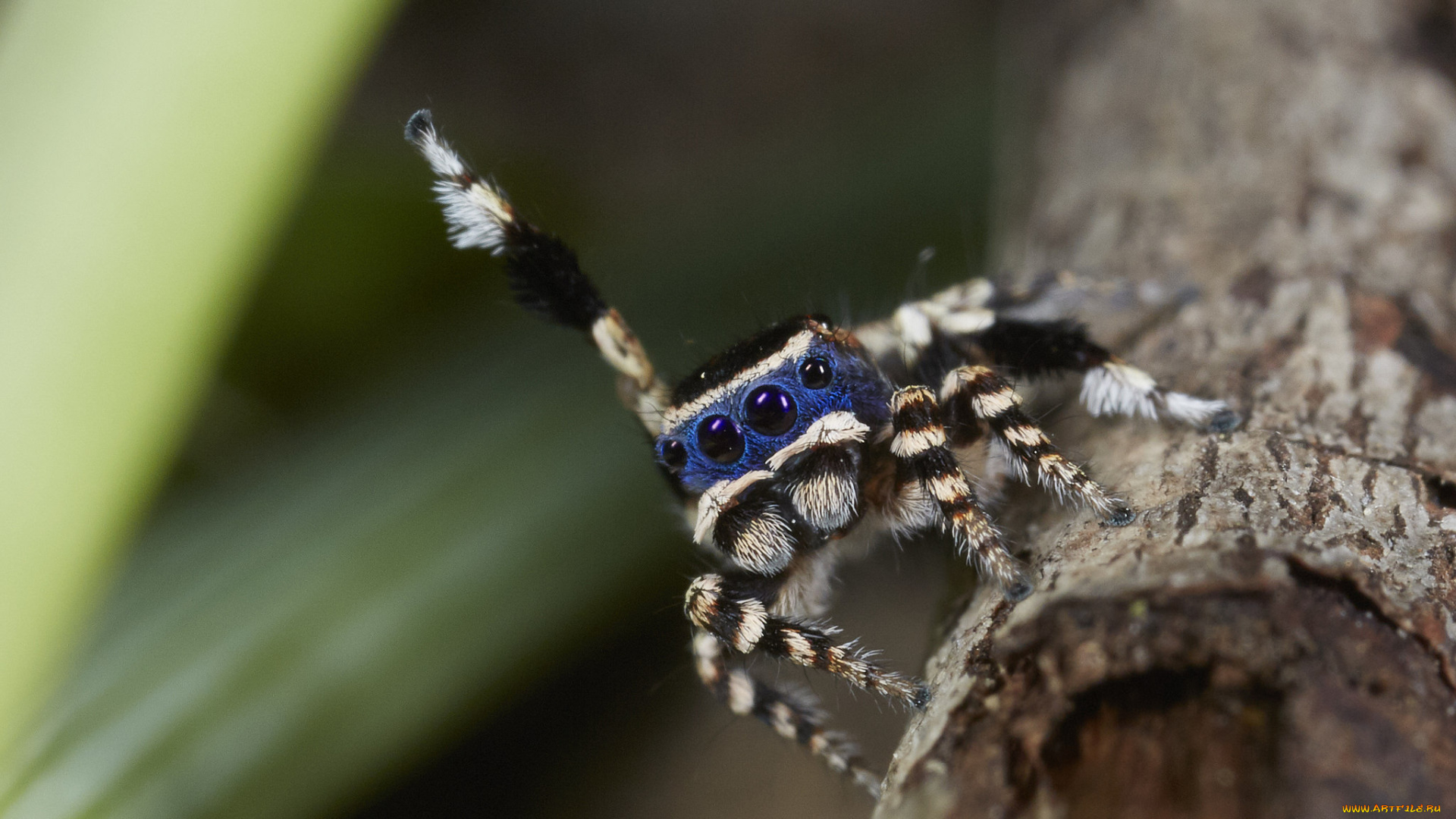 животные, пауки, лапки, паук, джампер, танец