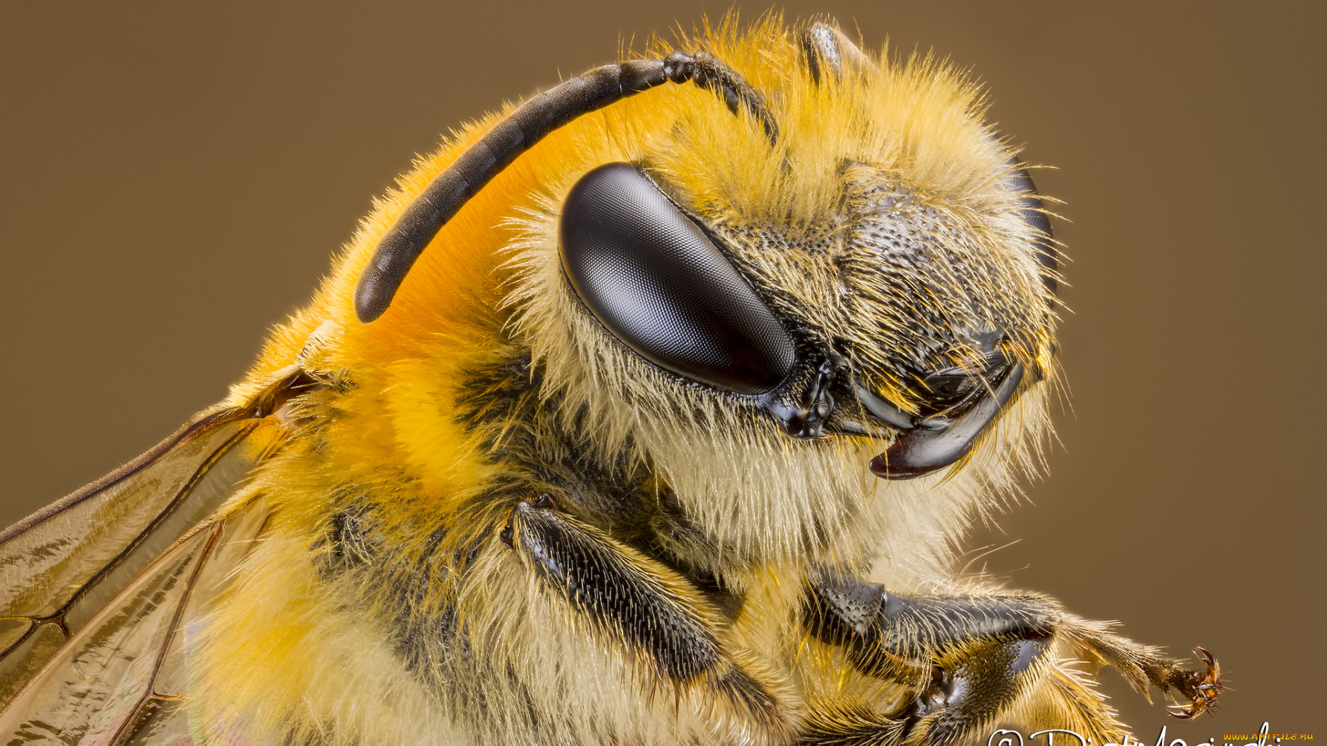 животные, пчелы, , осы, , шмели, фон, макро, портрет