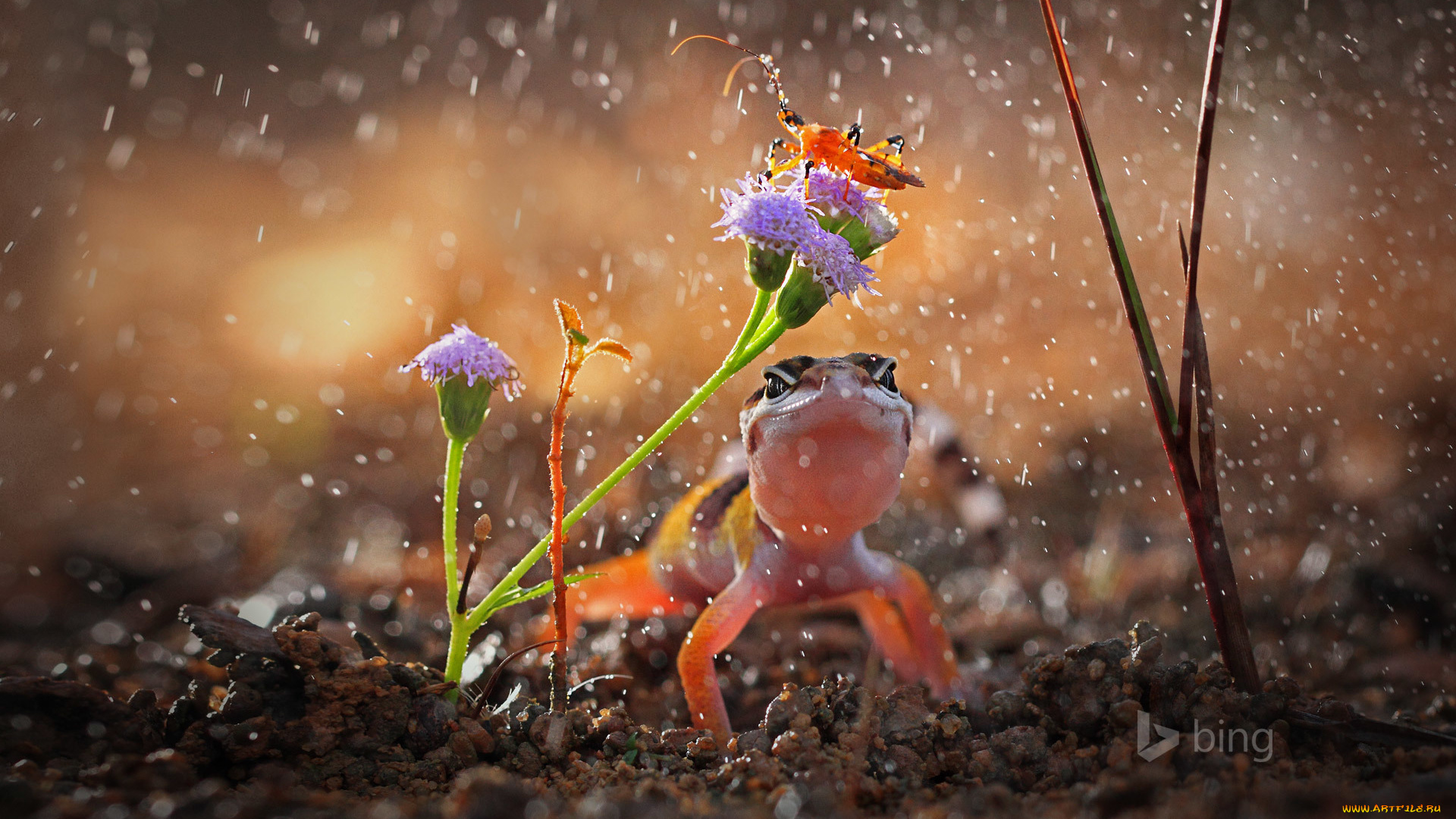 животные, разные, вместе, индонезия, капли, дождь, цветок, растение, насекомое, ящерица, гекон