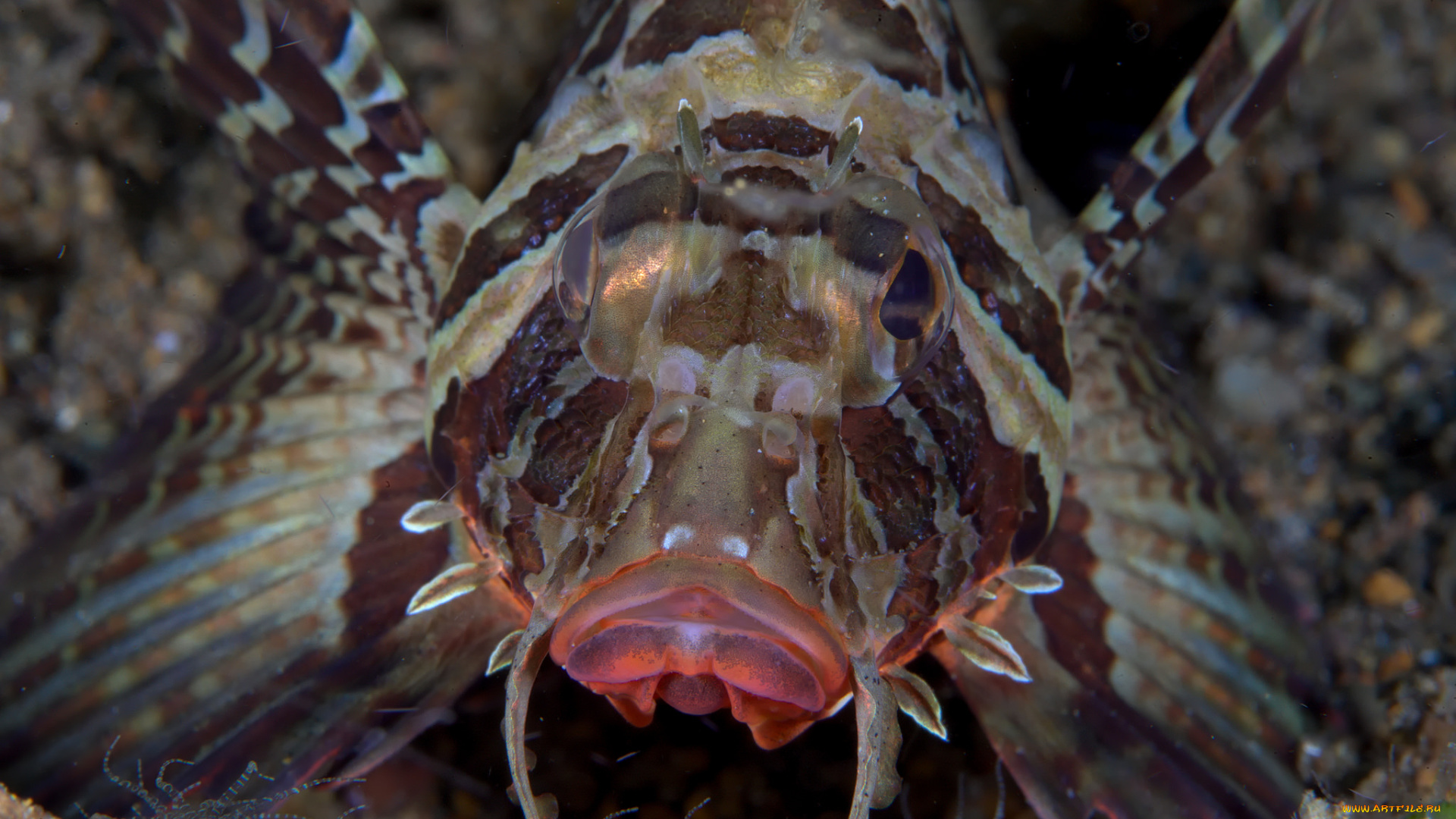 животные, рыбы, портрет, рыба