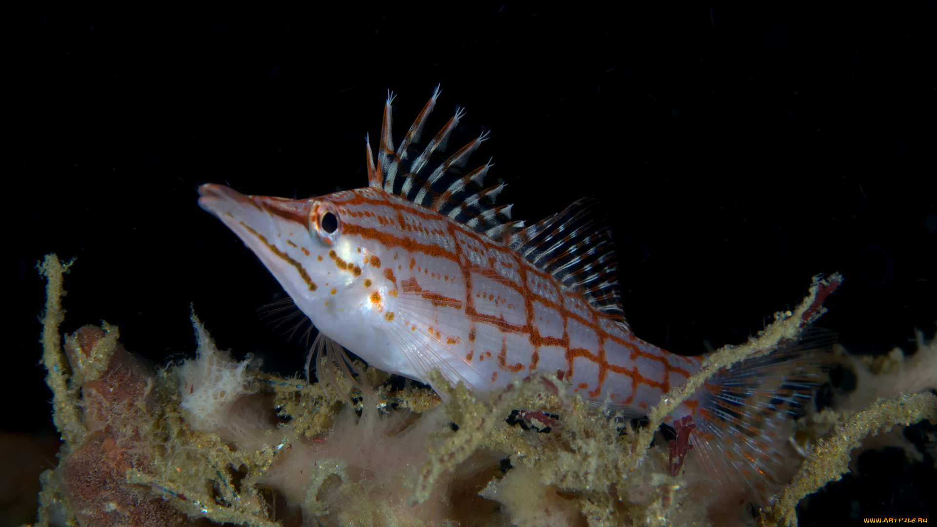 животные, рыбы, рыба