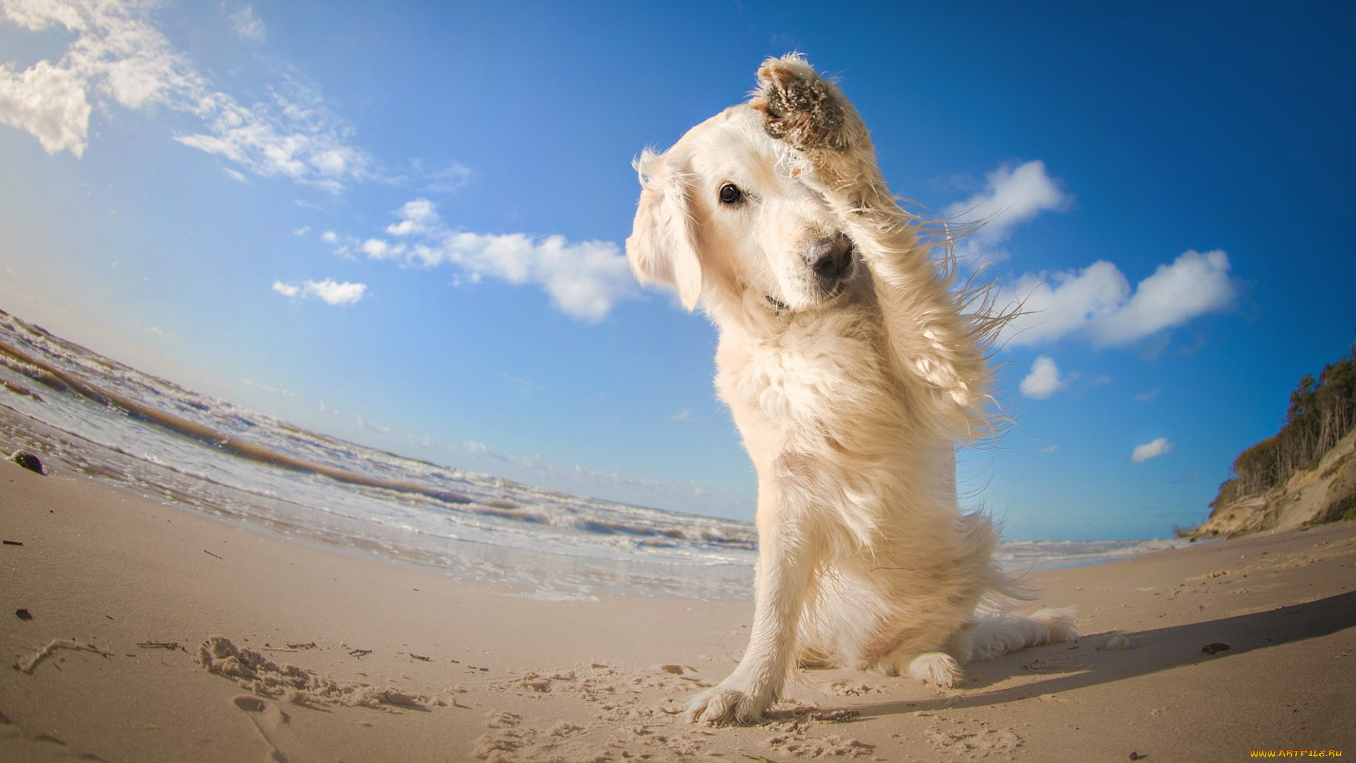 животные, собаки, друг, взгляд, собака