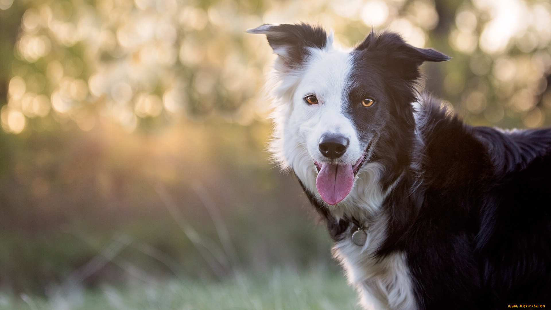животные, собаки, друг, взгляд, собака