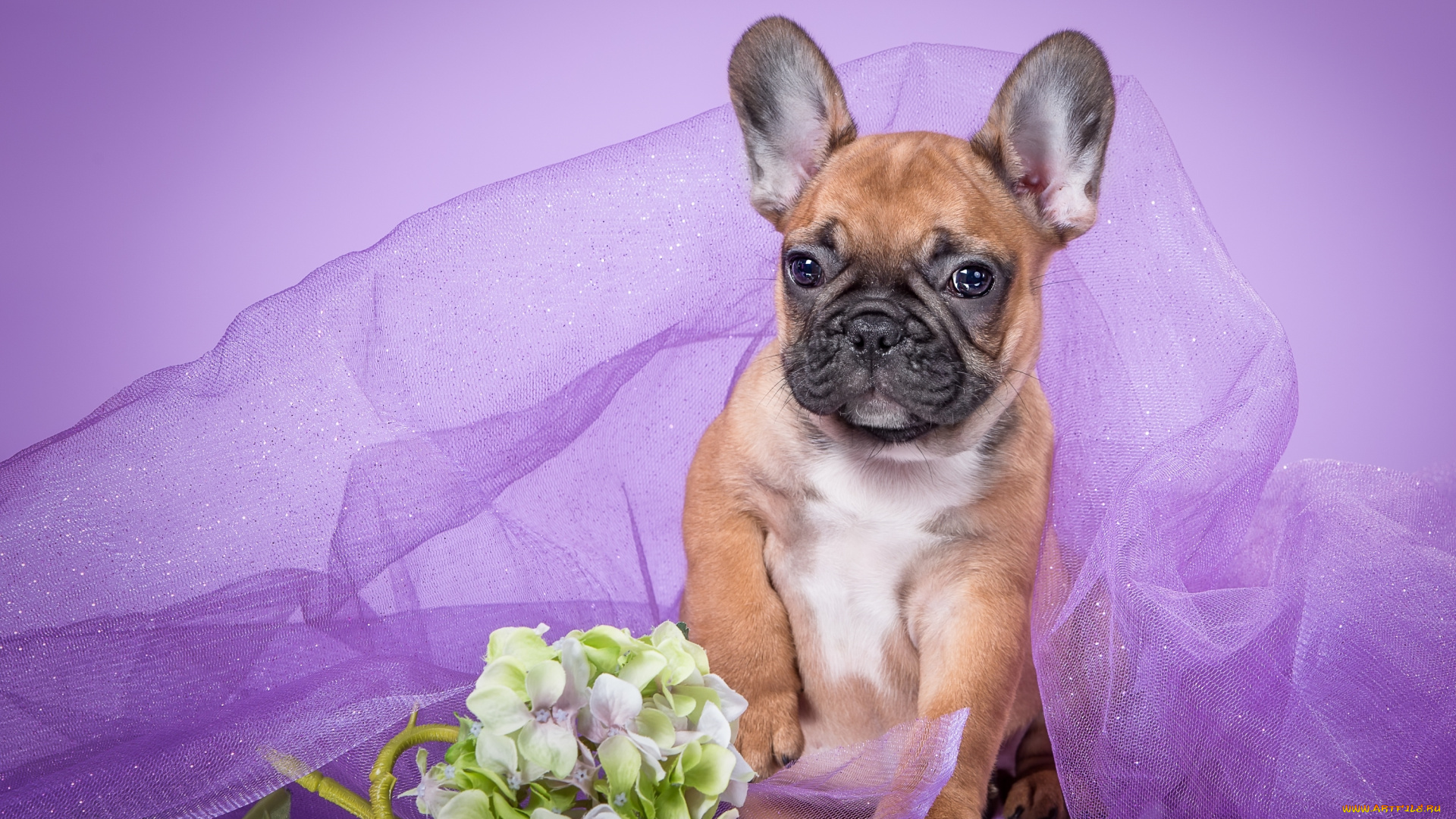 животные, собаки, французский, бульдог, щенок, вуаль, гортензия, фиолетовый