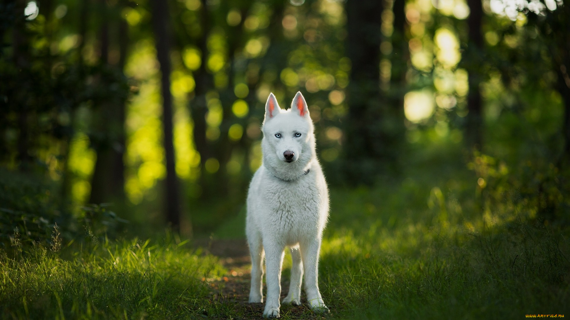 животные, собаки, лес, взгляд, собака