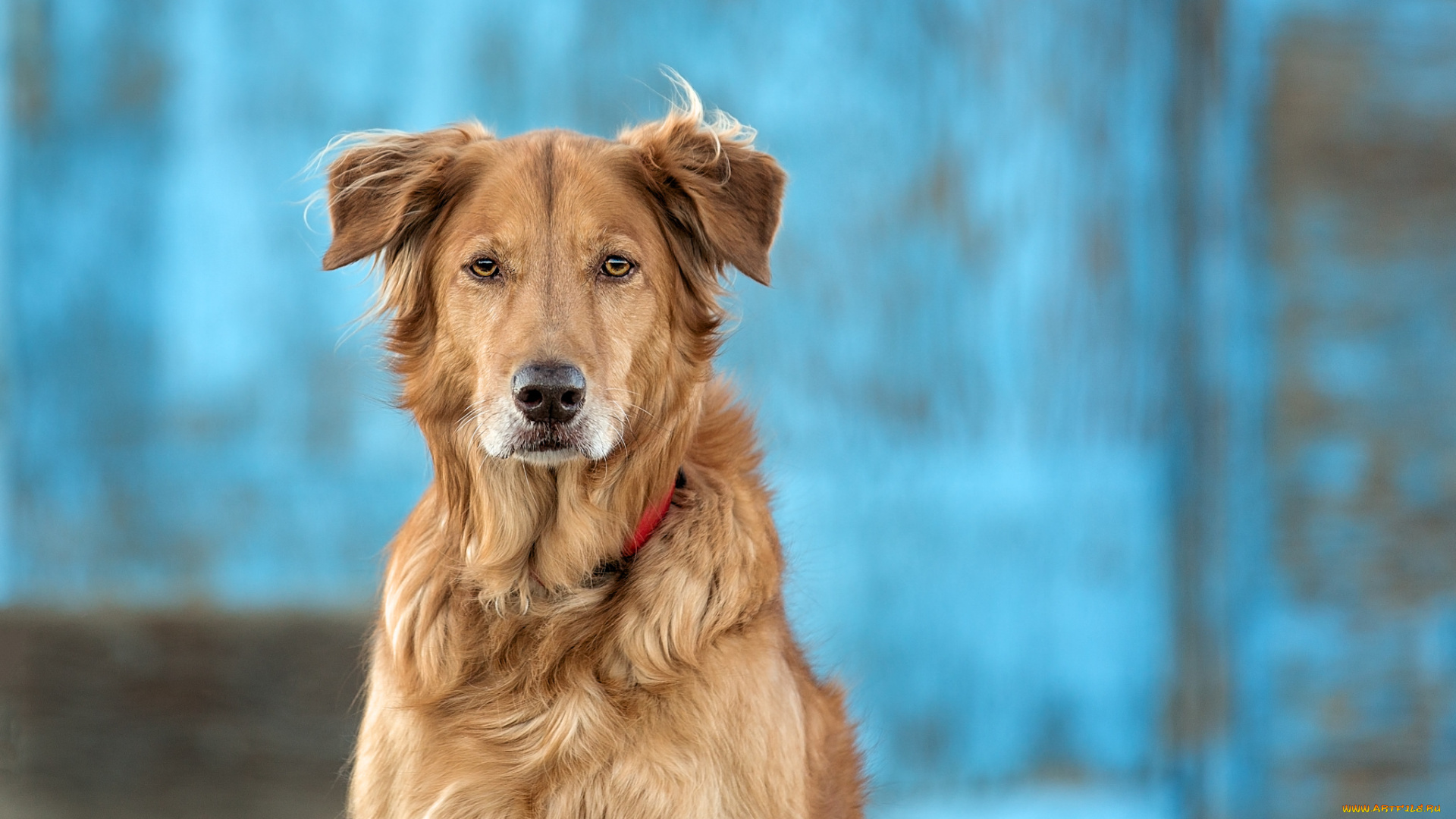 животные, собаки, собака, взгляд, друг