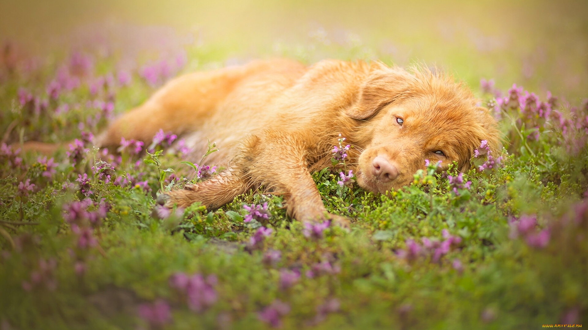 животные, собаки, взгляд, луг, собака, морда, цветки